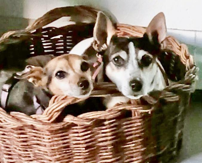 Pixie & Trixie Courtesy thumbnail 2