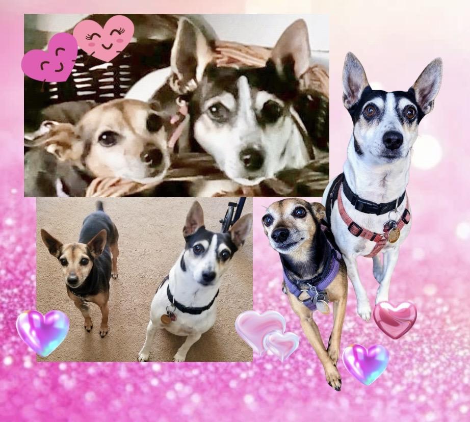 Pixie & Trixie Courtesy