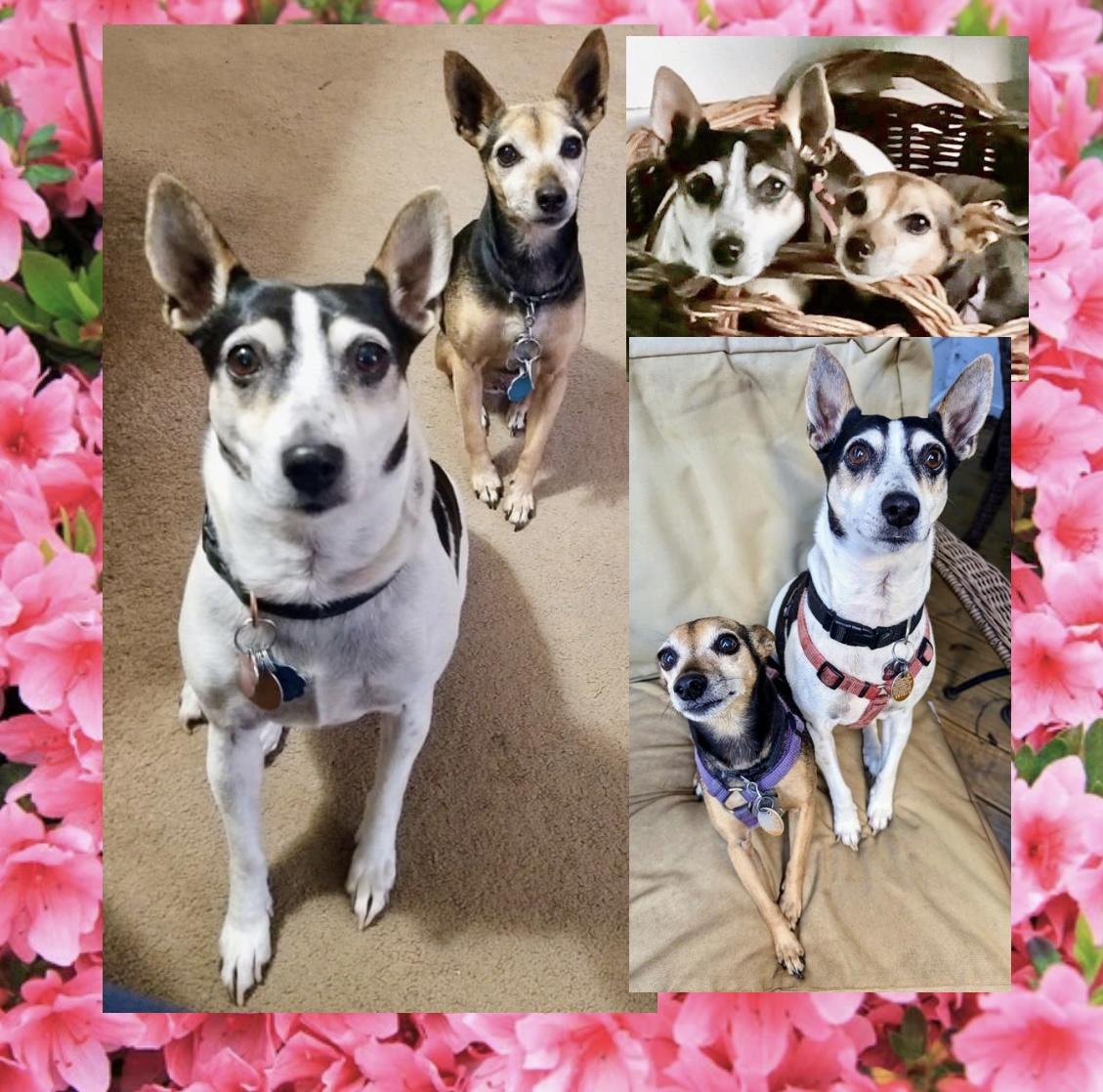 Pixie & Trixie Courtesy thumbnail 4