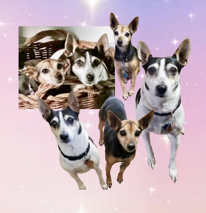 Pixie & Trixie Courtesy thumbnail 5