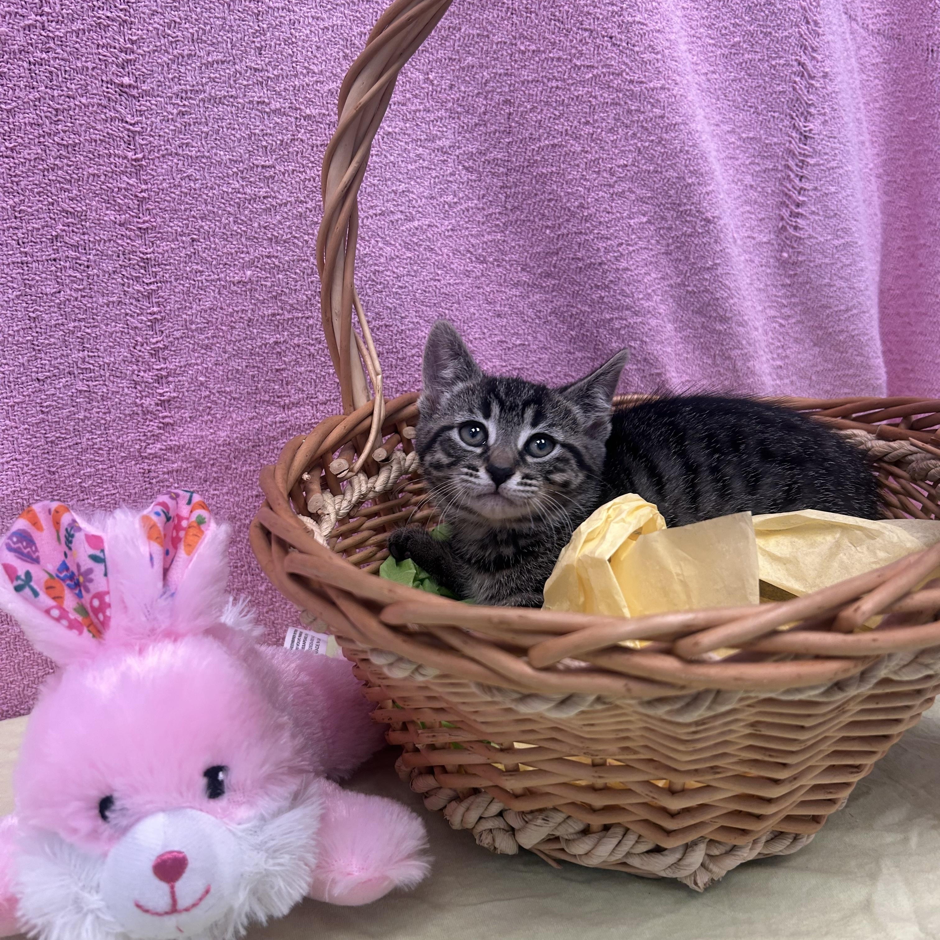 Enlarge Spider, a ADOPTABLE Domestic Short Hair in Bear, DE image 1/1