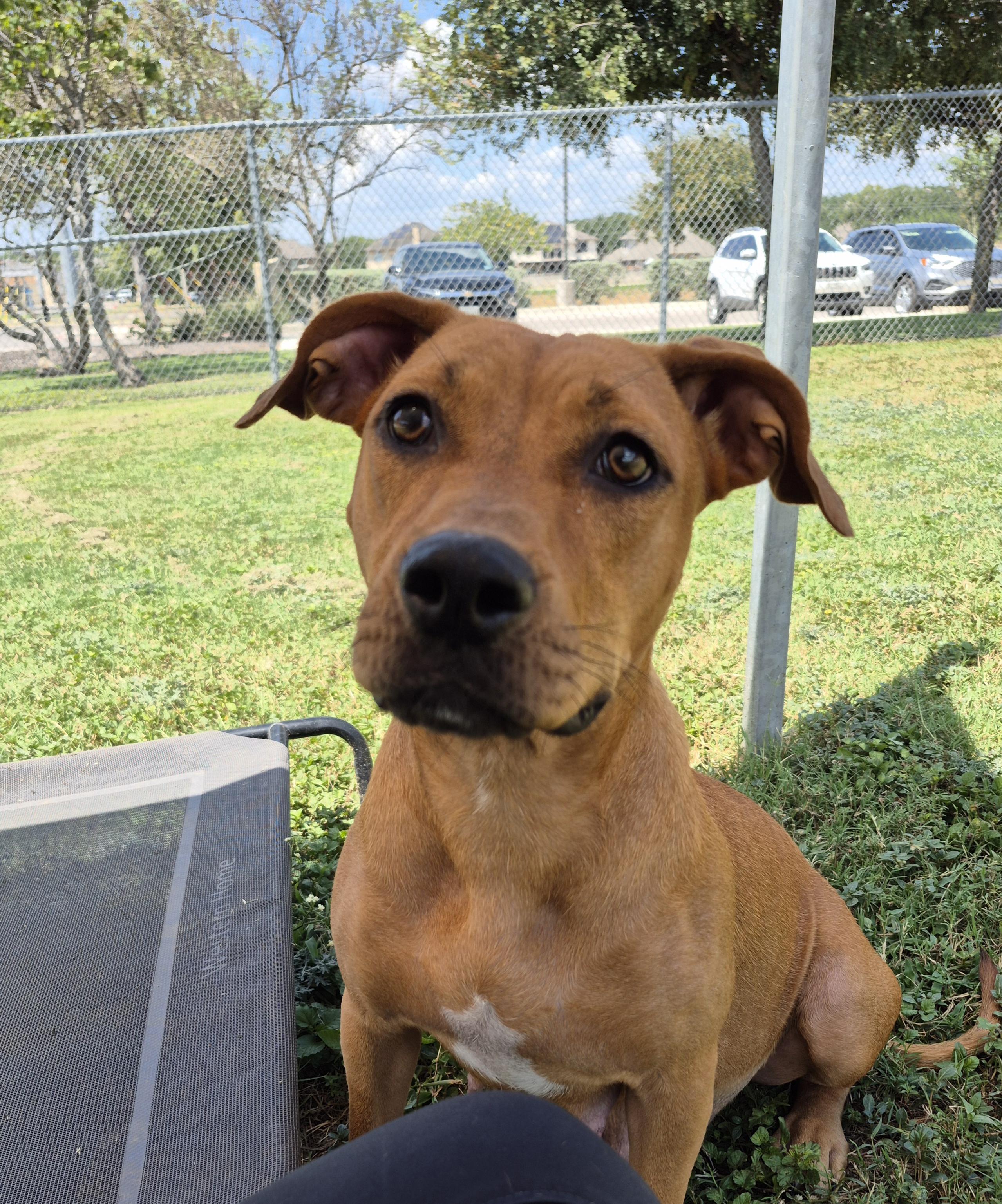 Enlarge Charlotte, a ADOPTABLE Mixed Breed in Schertz, TX image 2/4
