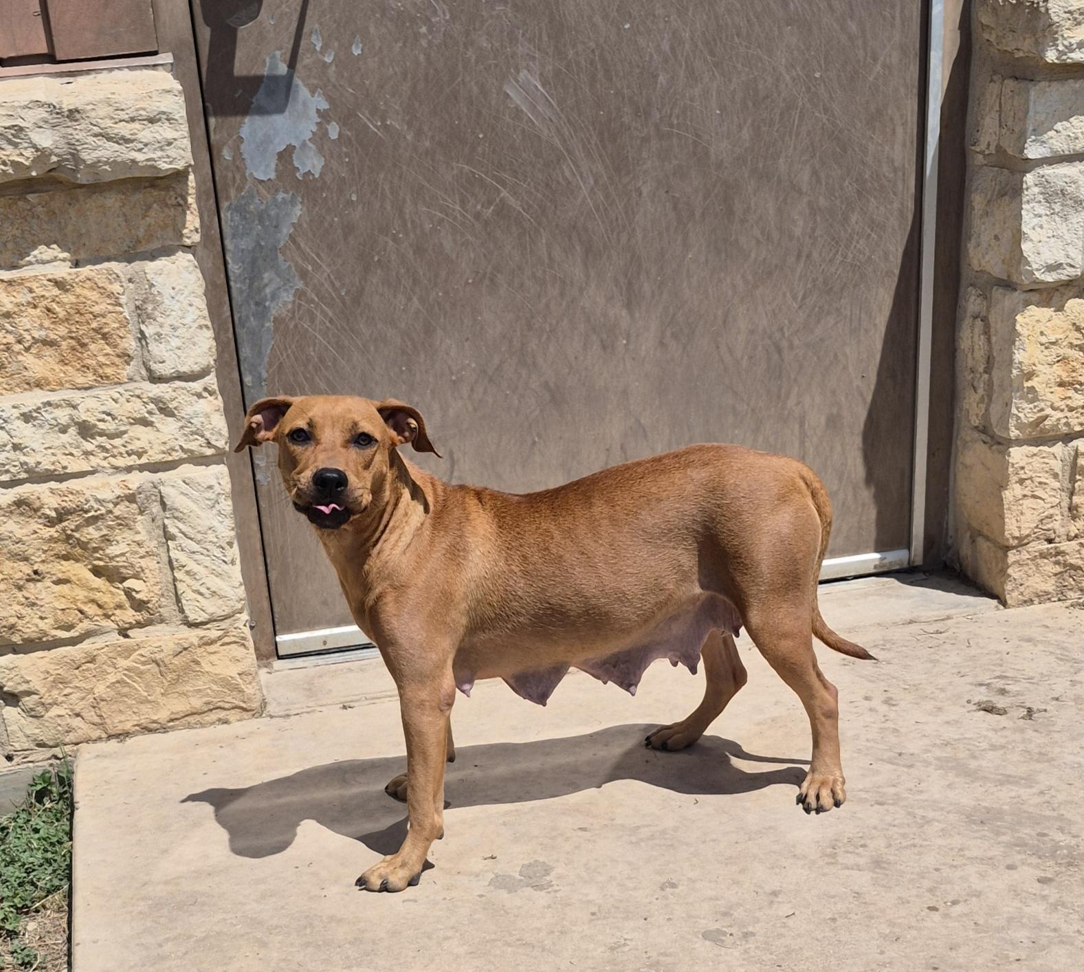 Enlarge Charlotte, a ADOPTABLE Mixed Breed in Schertz, TX image 3/4