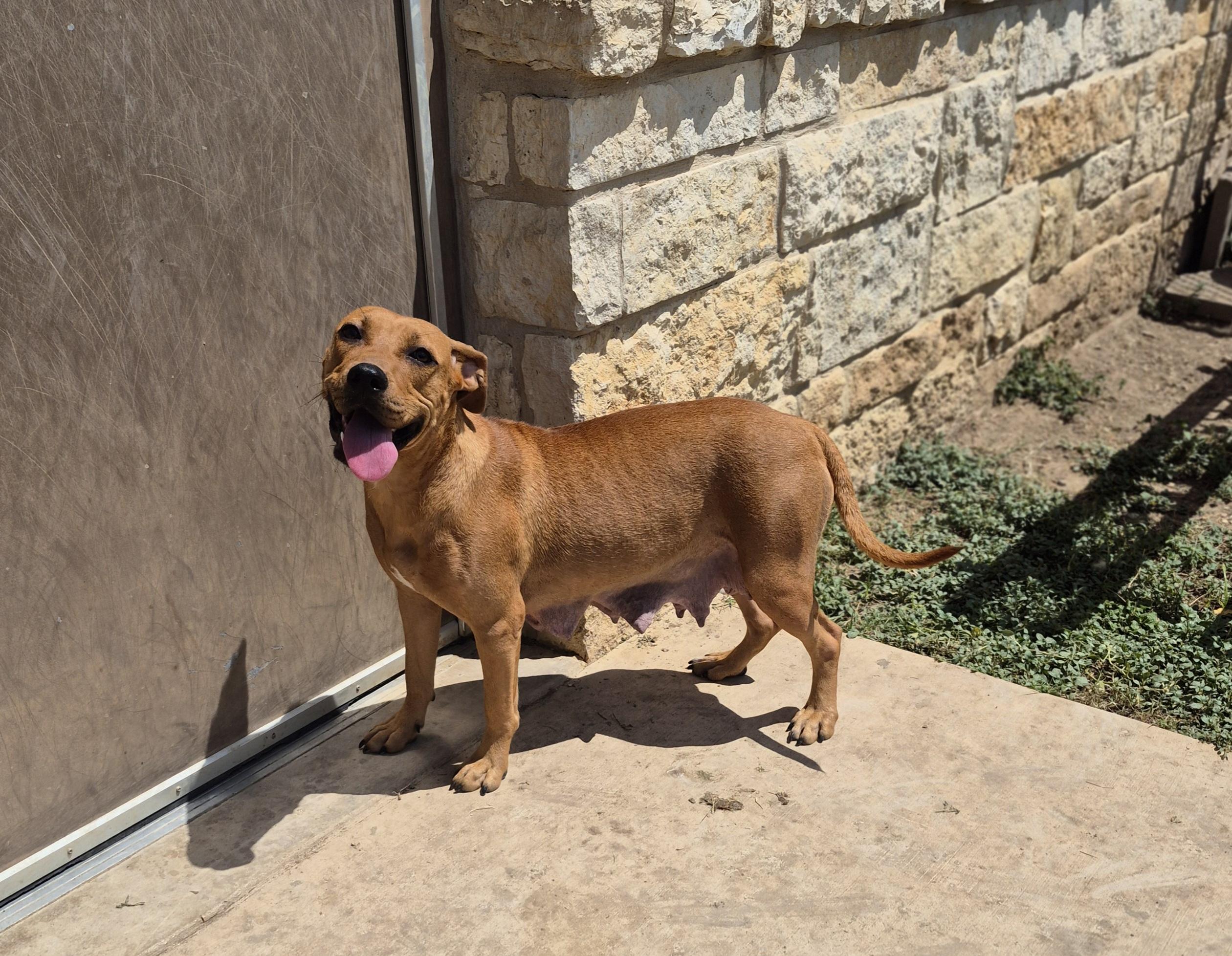 Enlarge Charlotte, a ADOPTABLE Mixed Breed in Schertz, TX image 1/4