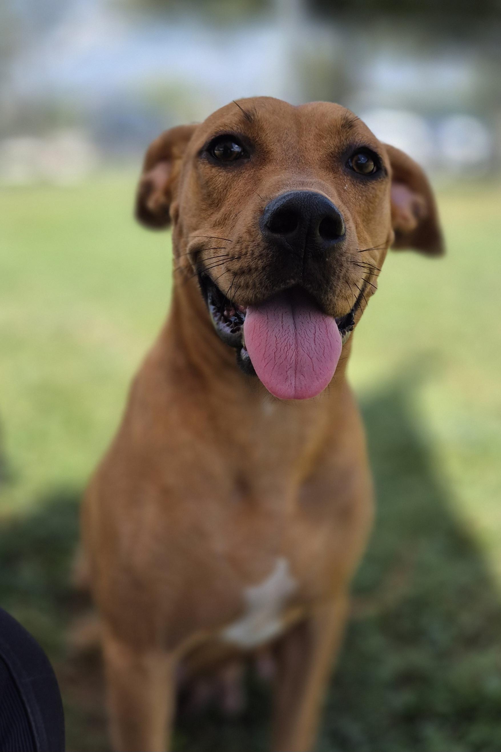 Enlarge Charlotte, a ADOPTABLE Mixed Breed in Schertz, TX image 4/4