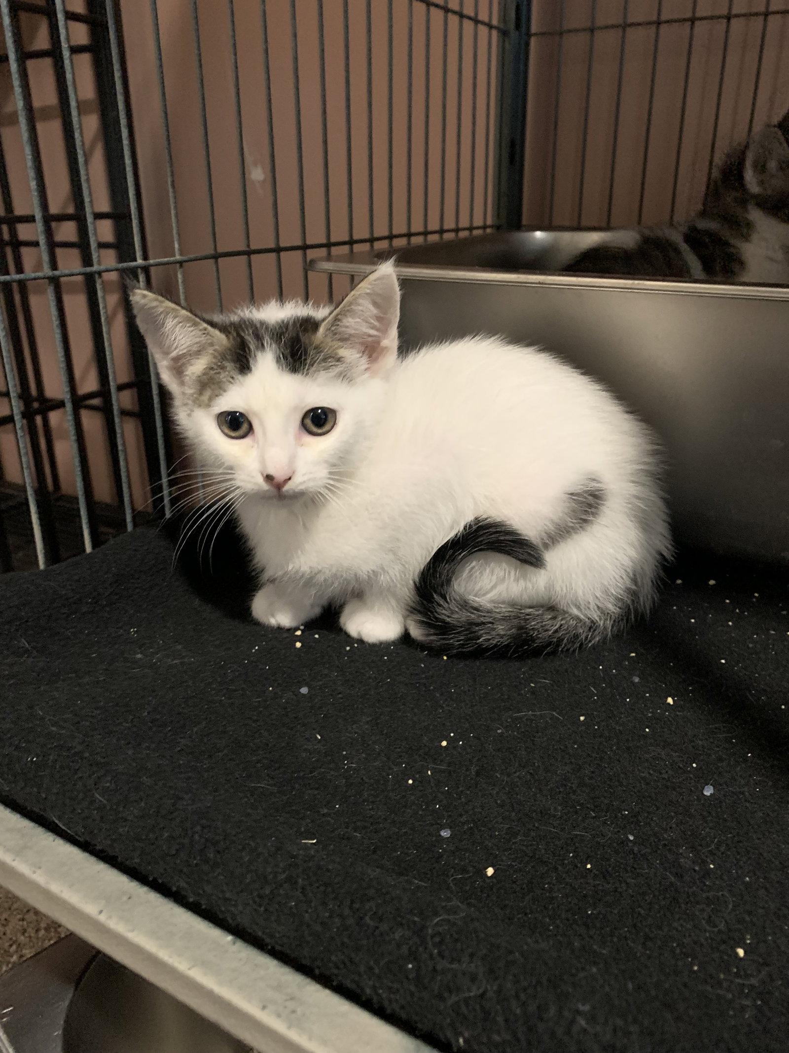Dragonfly, Adoptable, Kitten Female Domestic Short Hair.