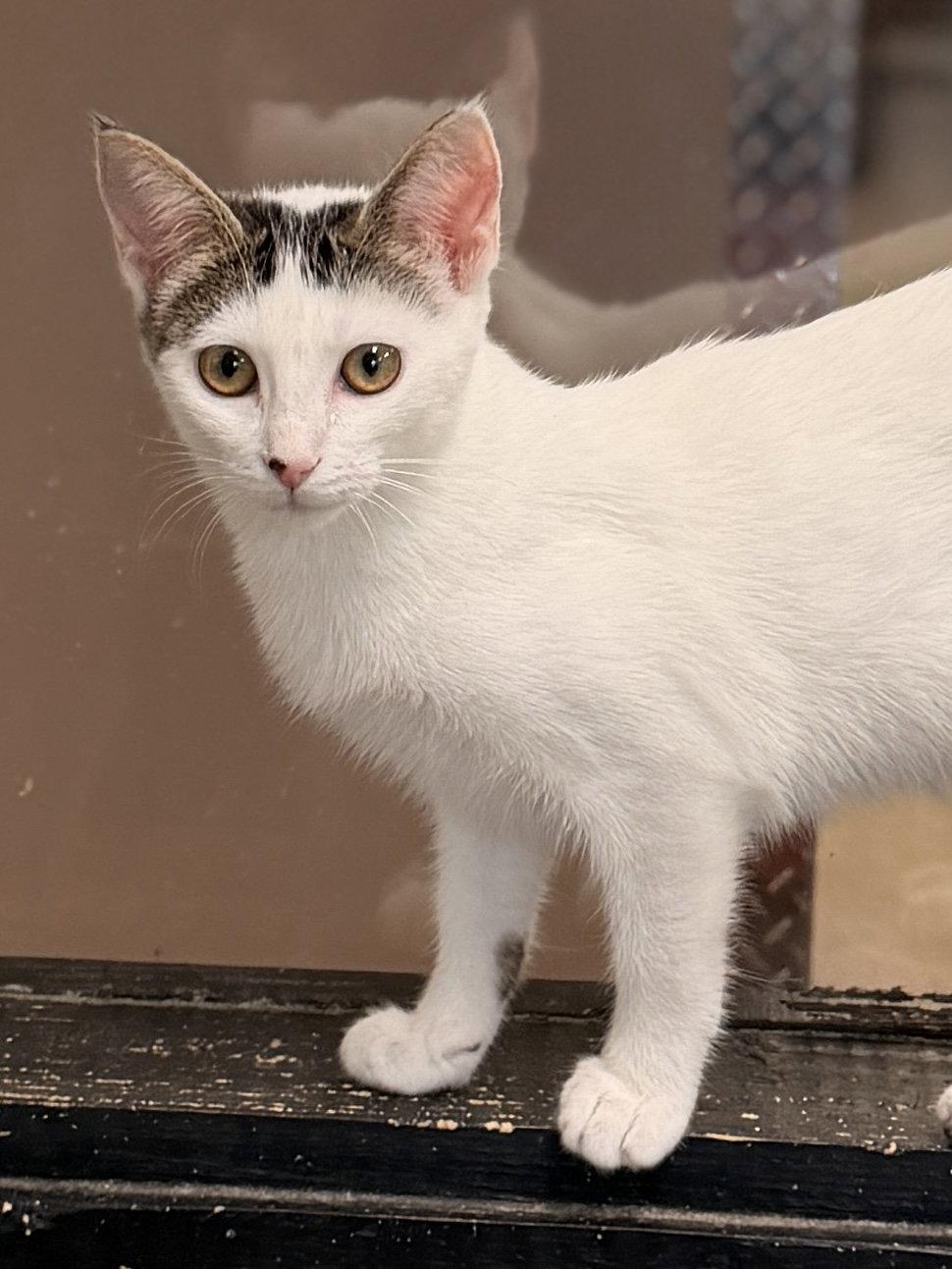Enlarge Dragonfly, a Adoptable Domestic Short Hair in Sanford, FL image 2/3