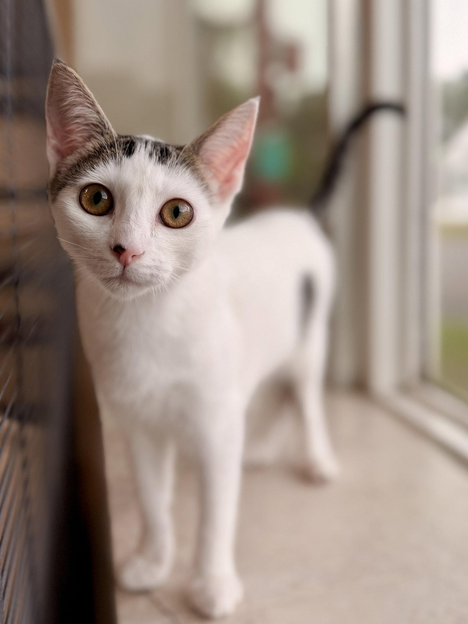 Enlarge Dragonfly, a Adoptable Domestic Short Hair in Sanford, FL image 3/3