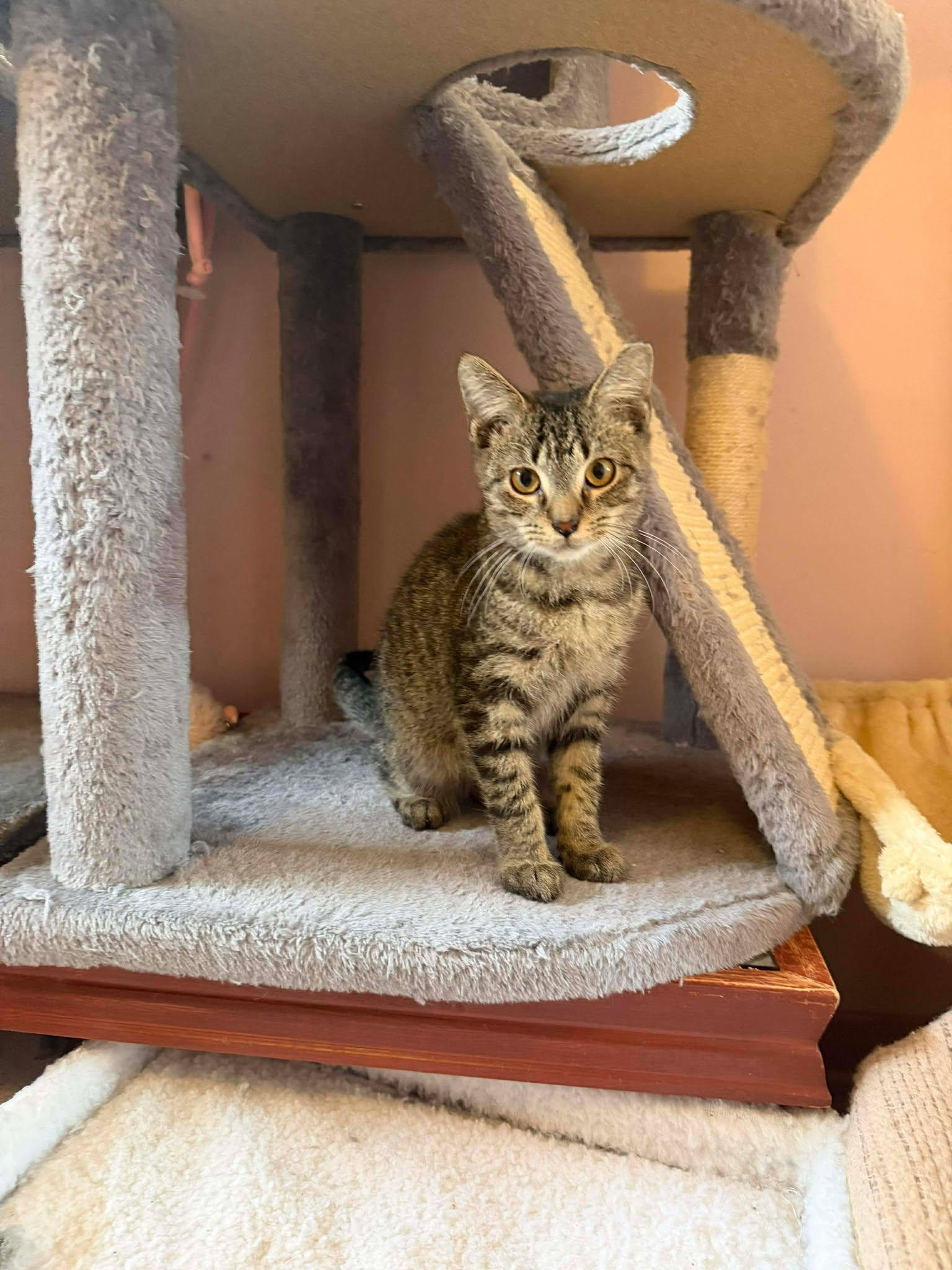 Timber, a Adoptable Domestic Short Hair in East Lansing, MI image 1/3