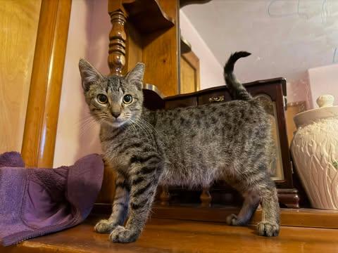 Timber, a Adoptable Domestic Short Hair in East Lansing, MI image 2/3