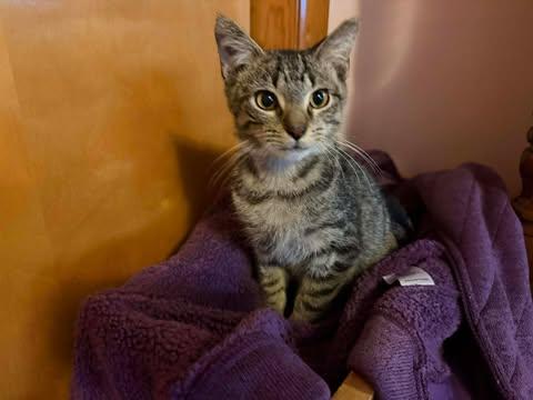 Timber, a Adoptable Domestic Short Hair in East Lansing, MI image 3/3