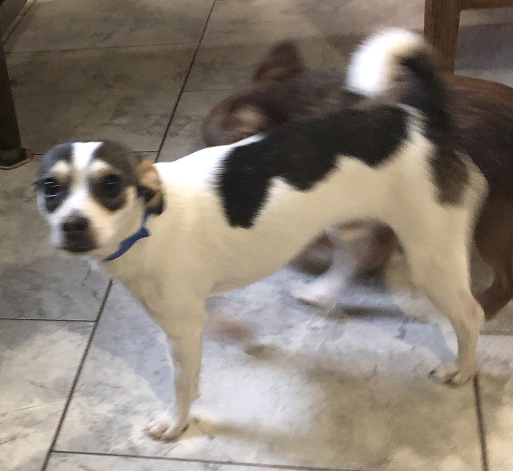 Rally, Adopted, Young Male Chihuahua.