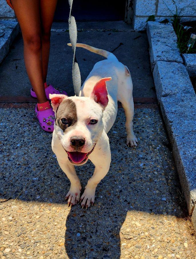 Chaz, a Adoptable mixed breed in Perth Amboy, NJ image 2/5