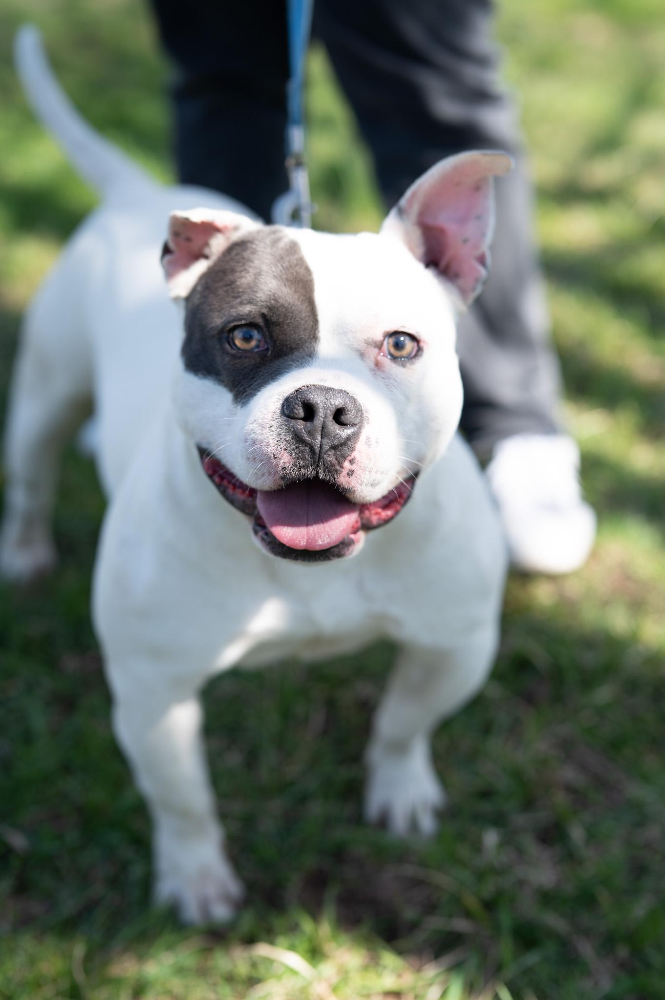 Enlarge Chaz, a Adoptable mixed breed in Perth Amboy, NJ image 1/6