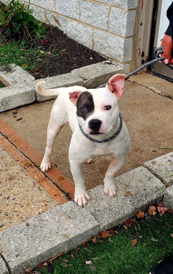 Chaz, a Adoptable mixed breed in Perth Amboy, NJ image 1/5