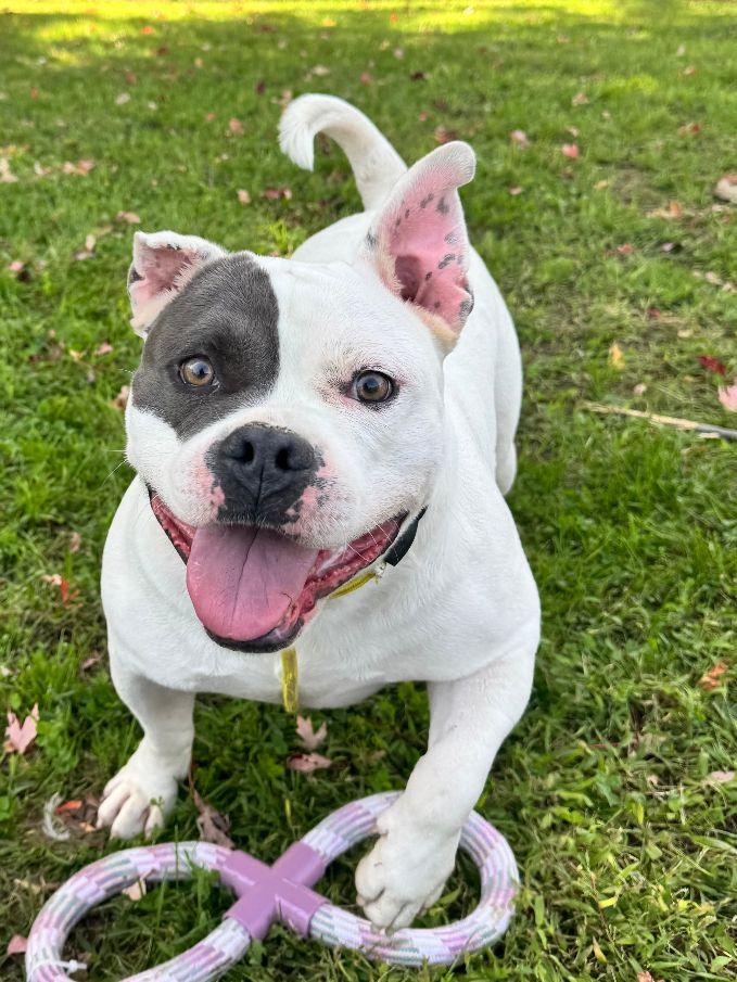 Enlarge Chaz, a Adoptable mixed breed in Perth Amboy, NJ image 1/6