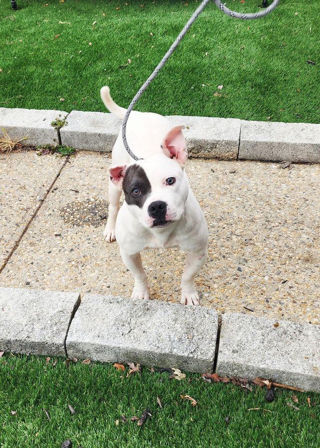 Chaz, a Adoptable mixed breed in Perth Amboy, NJ image 3/5