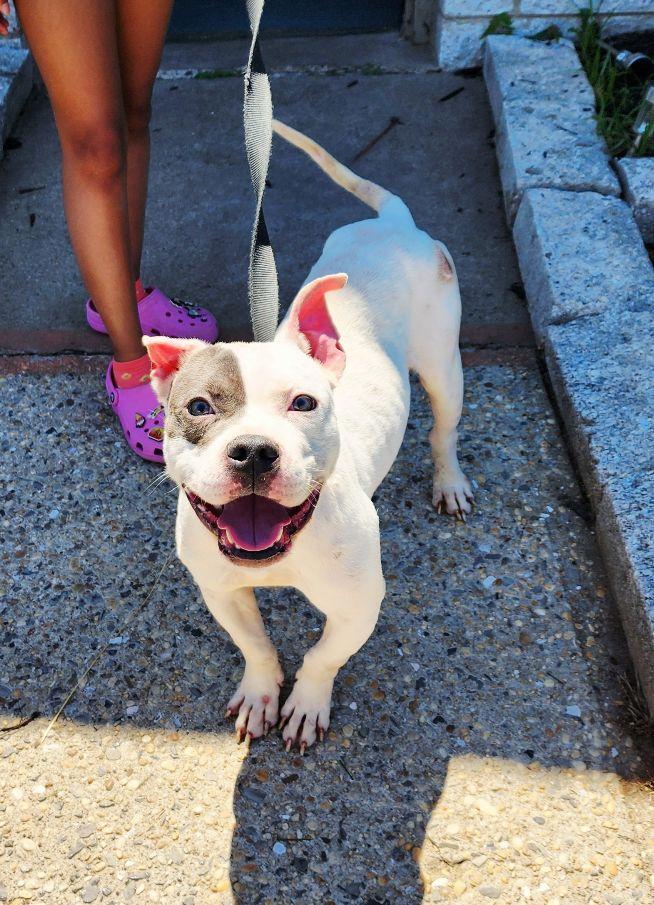 Chaz, a Adoptable mixed breed in Perth Amboy, NJ image 4/5