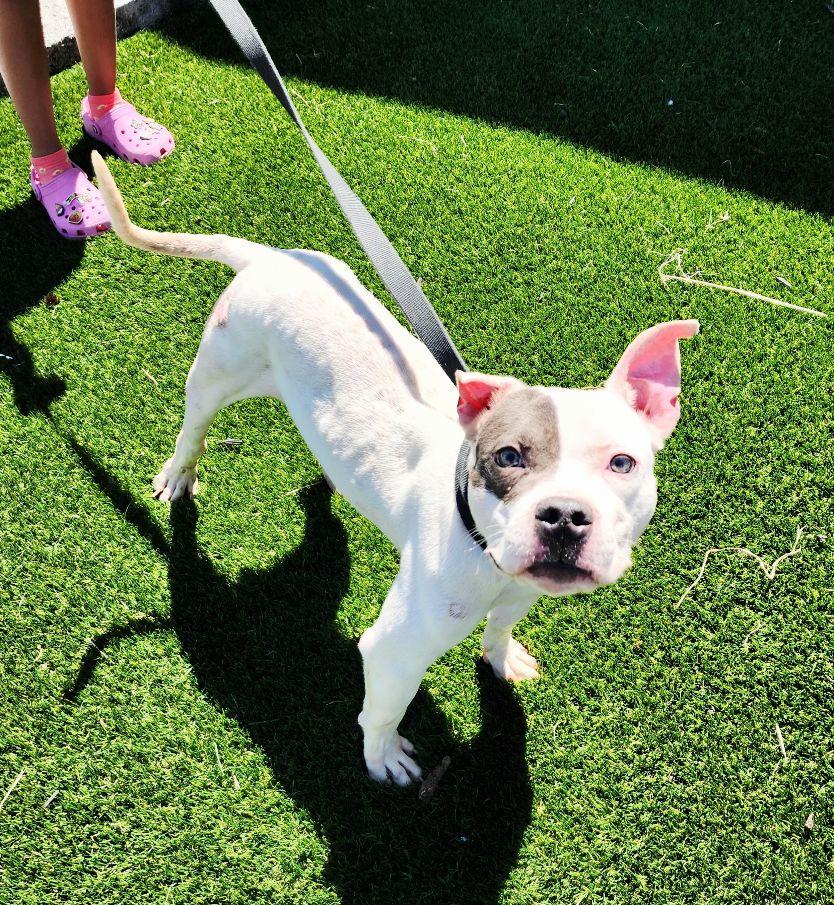 Chaz, a Adoptable mixed breed in Perth Amboy, NJ image 5/5