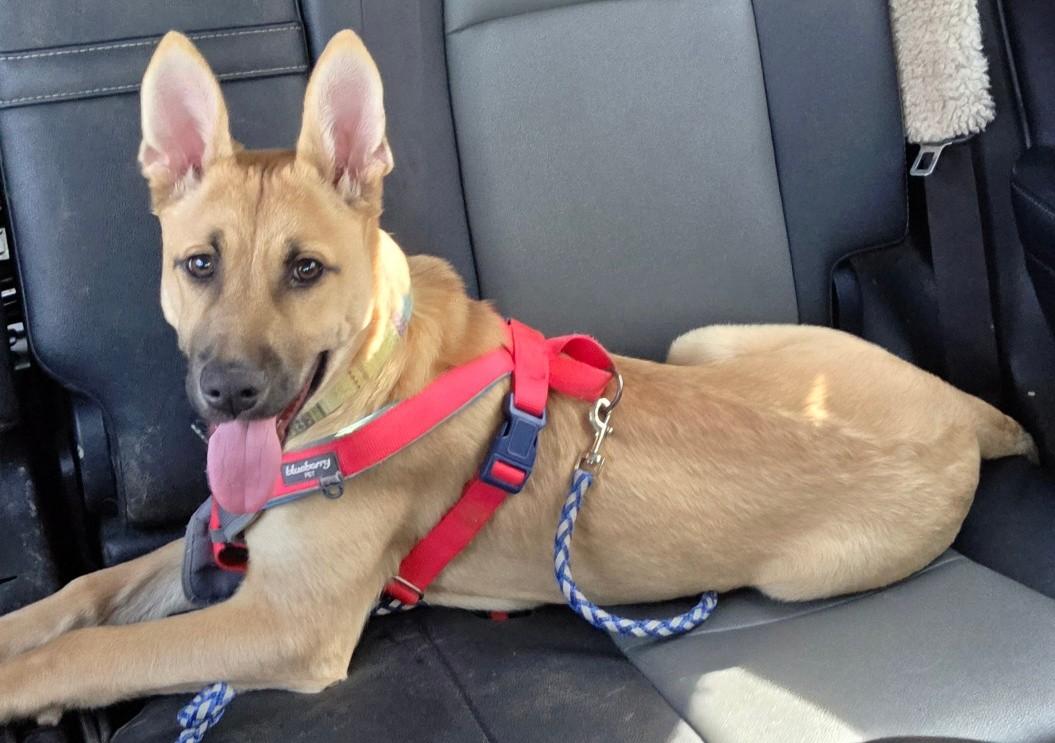 Enlarge Kristoff, a ADOPTABLE mixed breed in Pittsboro, NC image 2/4