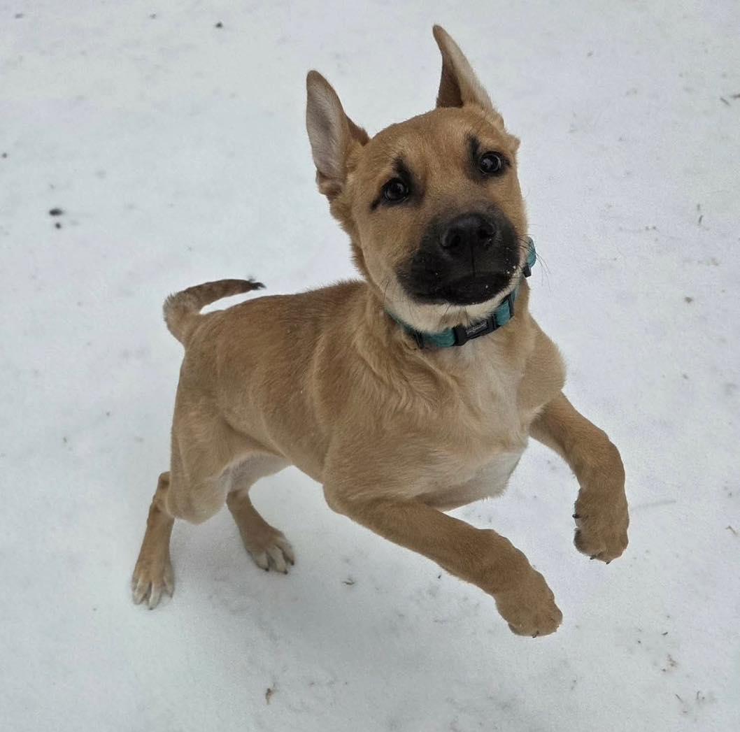 Kristoff, ADOPTABLE, Puppy Male Belgian Shepherd / Malinois & Husky.