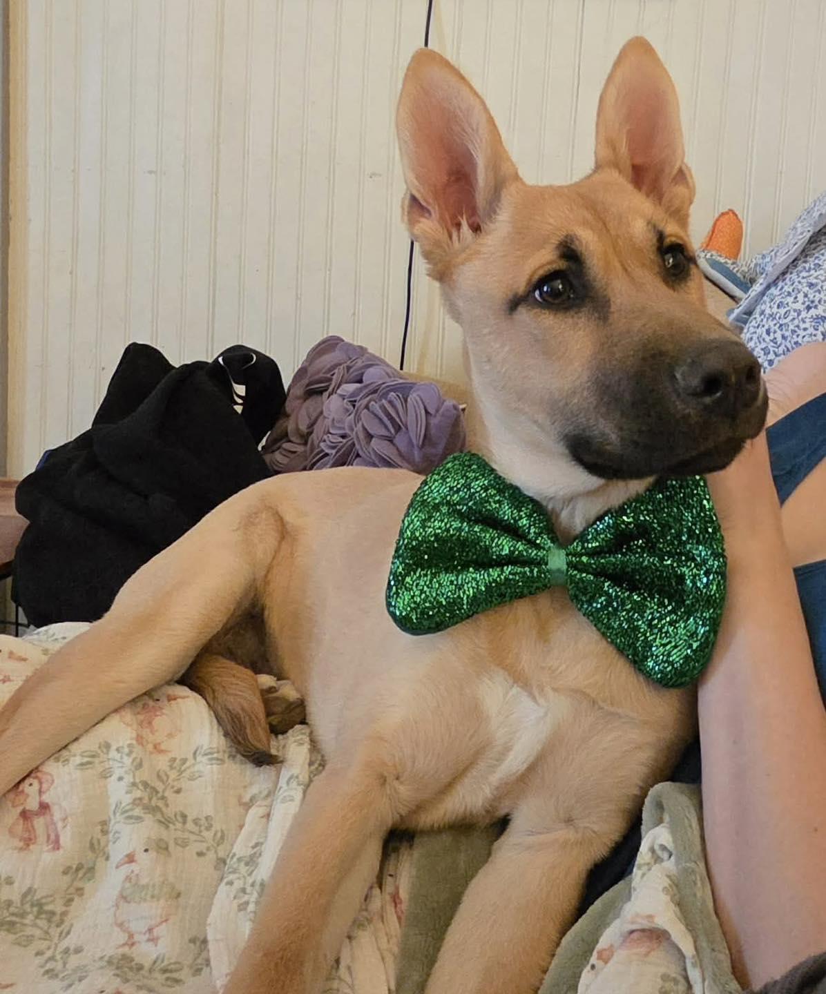 Enlarge Kristoff, a ADOPTABLE mixed breed in Pittsboro, NC image 1/4