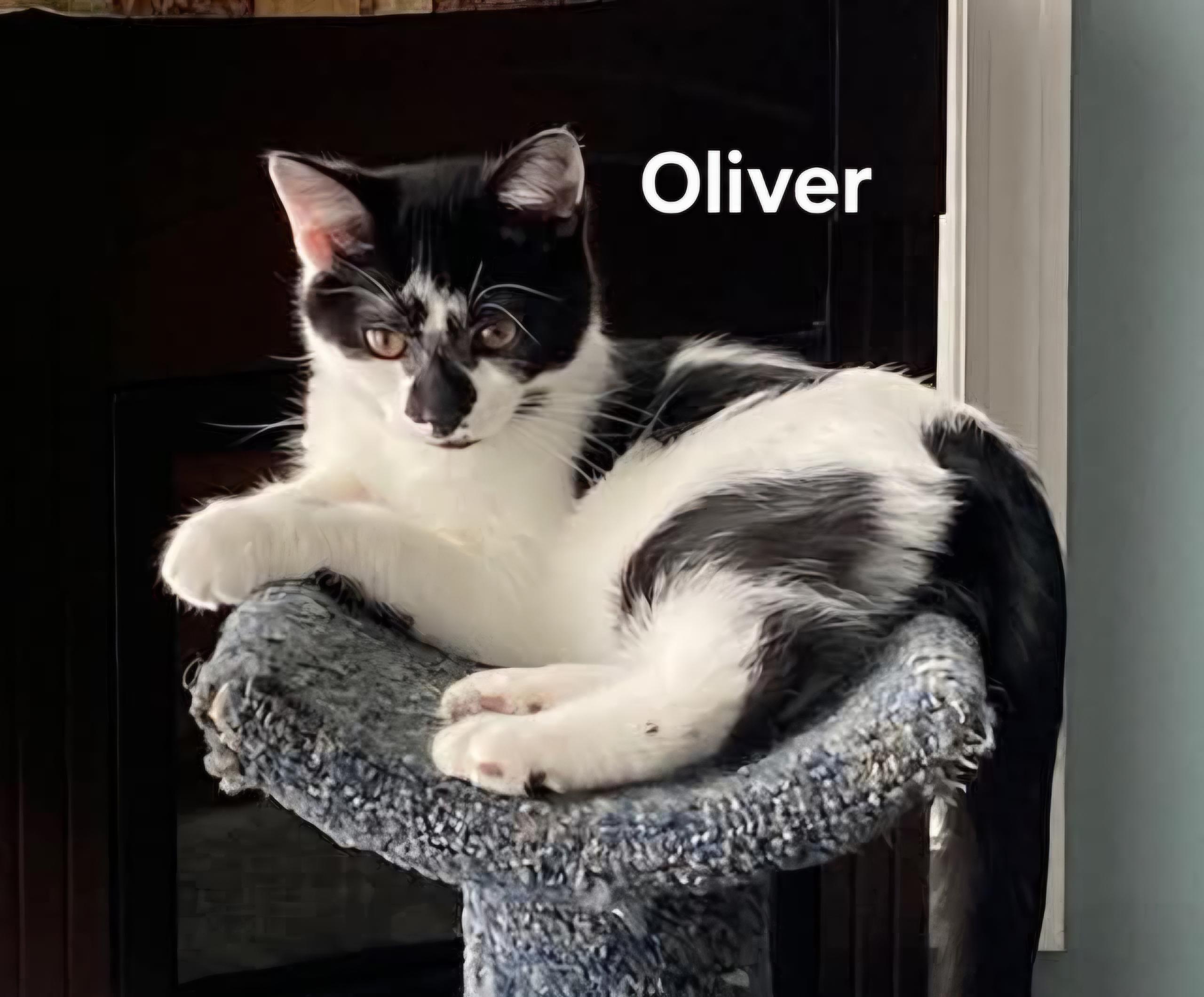 May (female) and Oliver (male) , adopted, Kitten Female Domestic Short Hair.