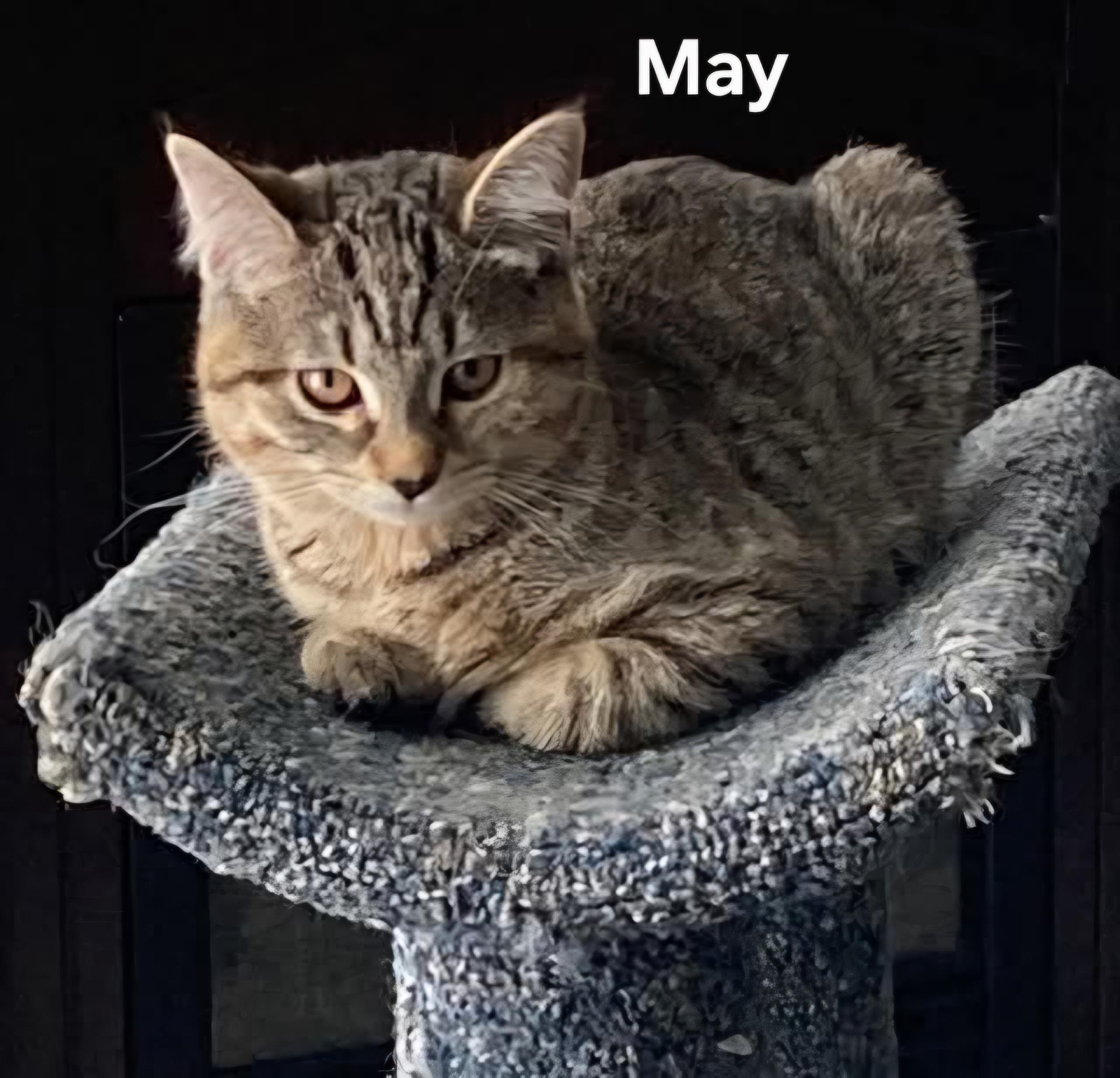 Enlarge May (female) and Oliver (male) , an adopted Domestic Short Hair in Chicopee, MA image 2/2