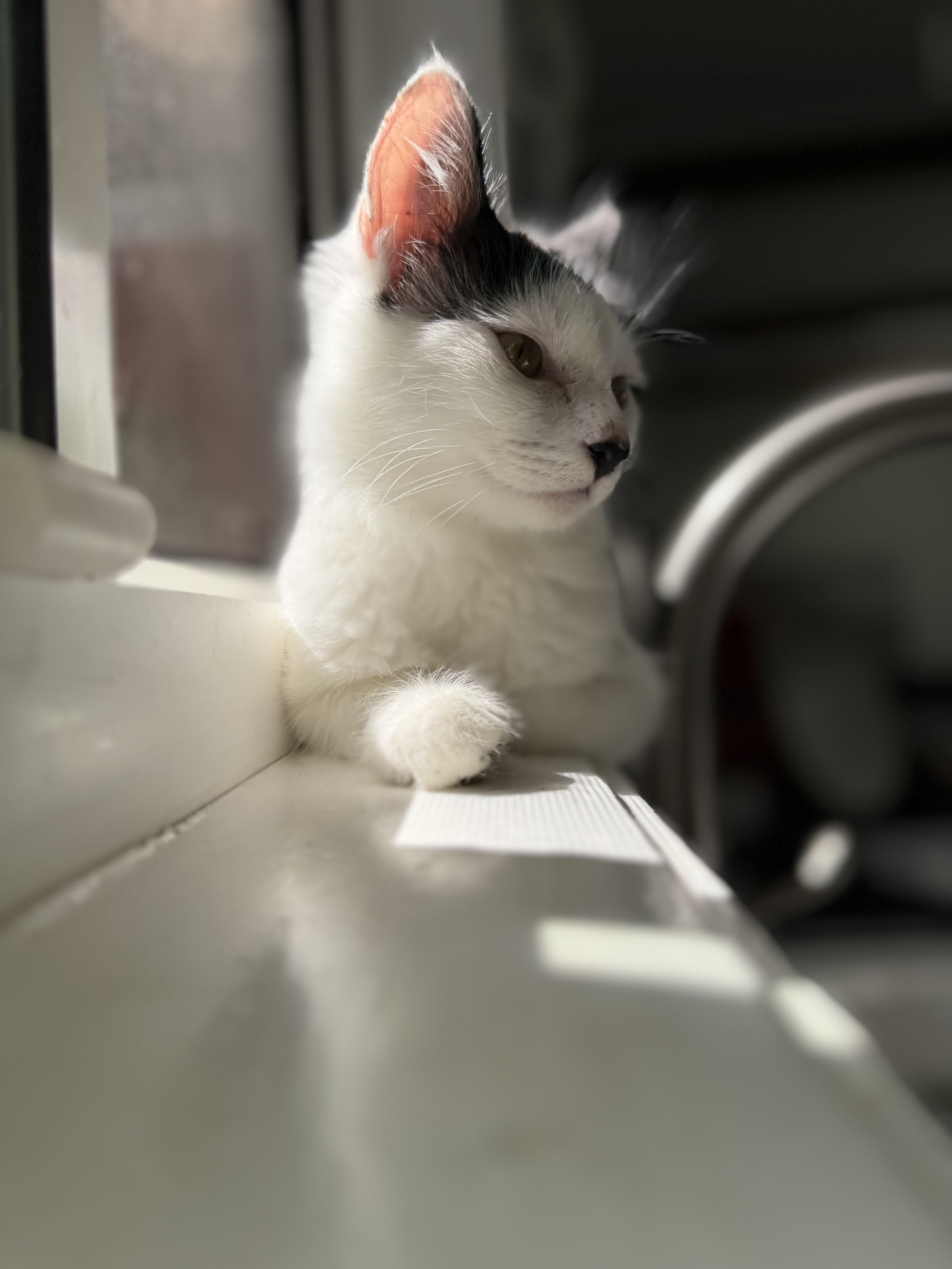 Enlarge Maven, a Adoptable Domestic Medium Hair in Santa Monica, CA image 2/5