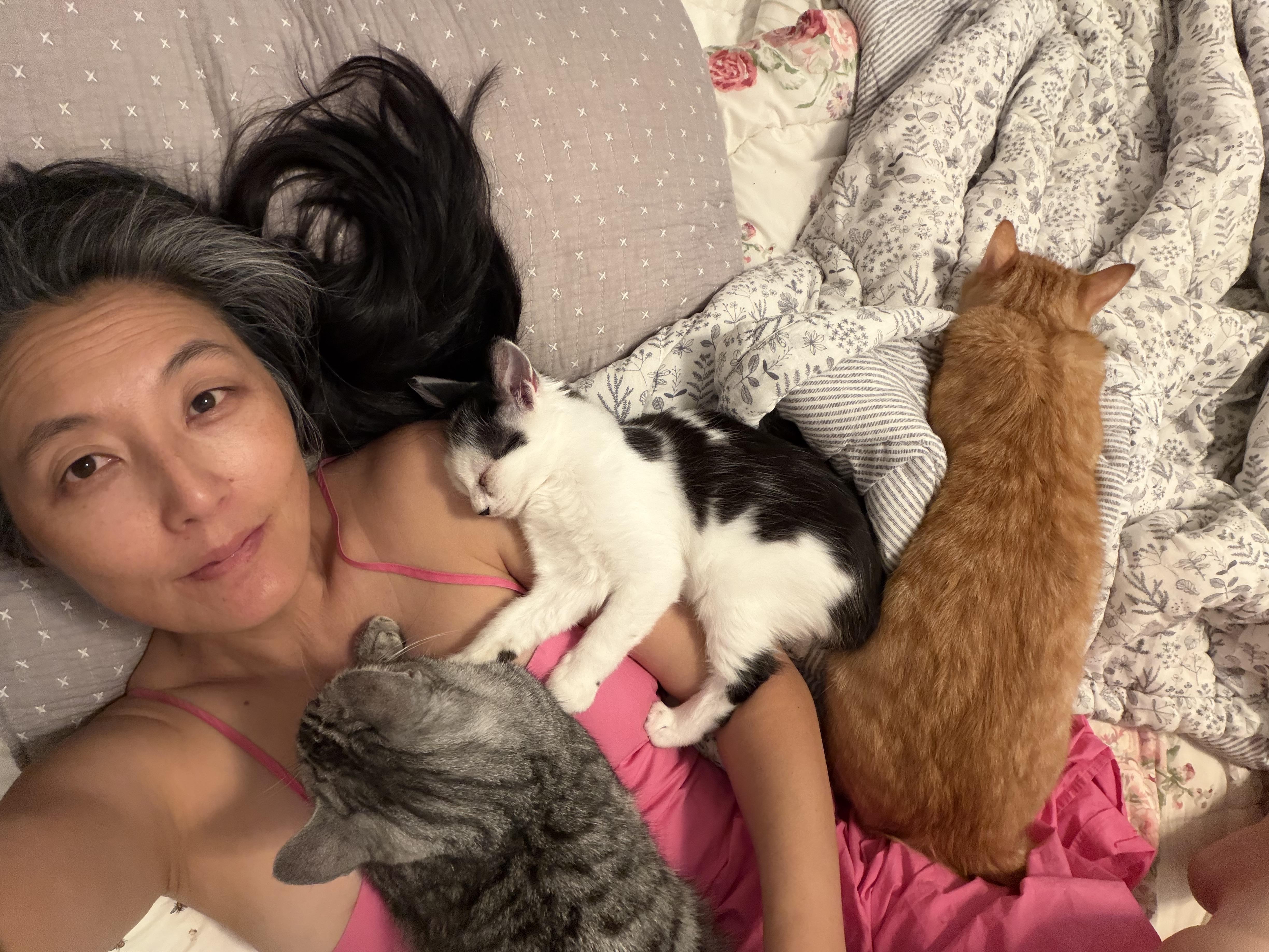 Enlarge Maven, a Adoptable Domestic Medium Hair in Santa Monica, CA image 5/5