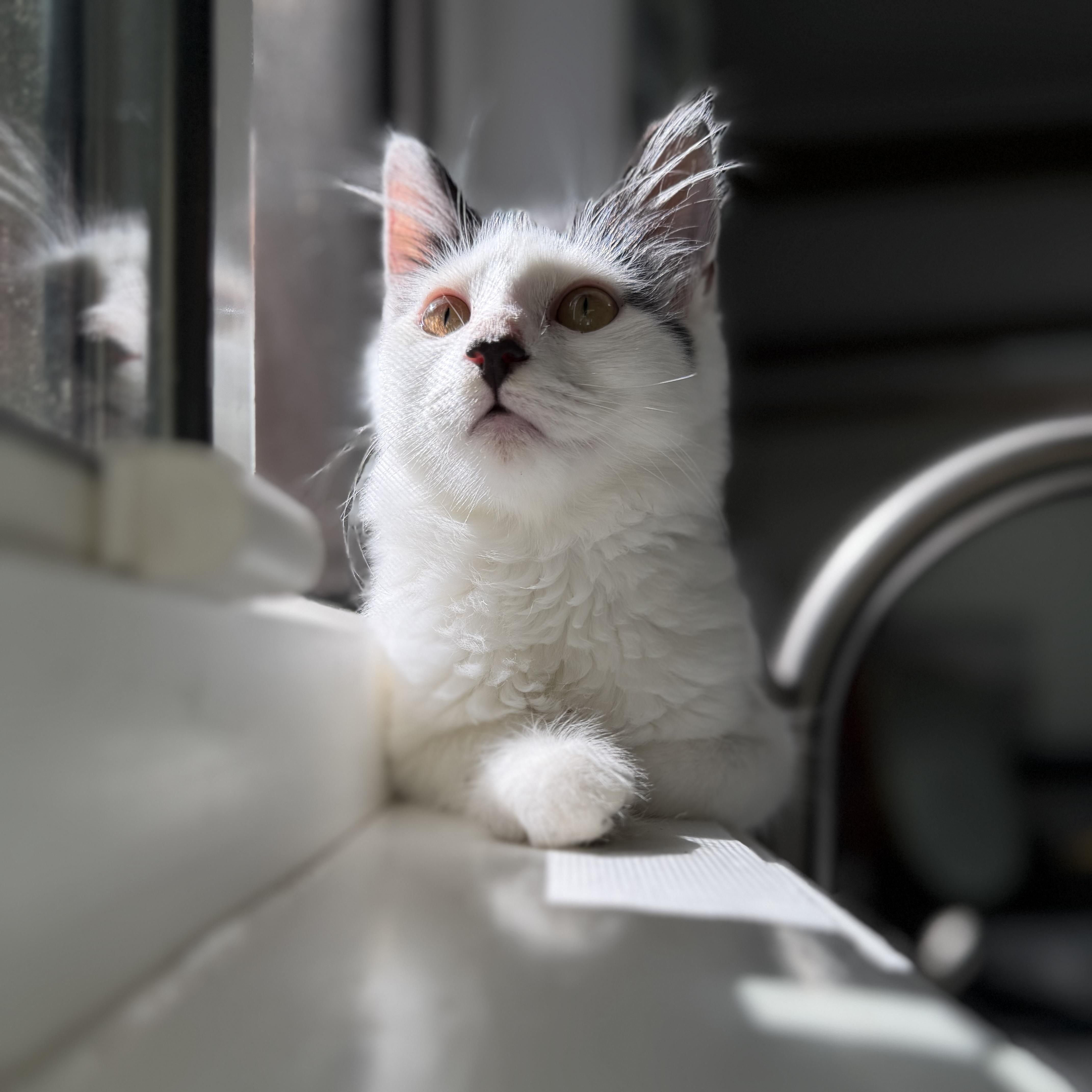 Maven, Adoptable, Young Female Domestic Medium Hair.