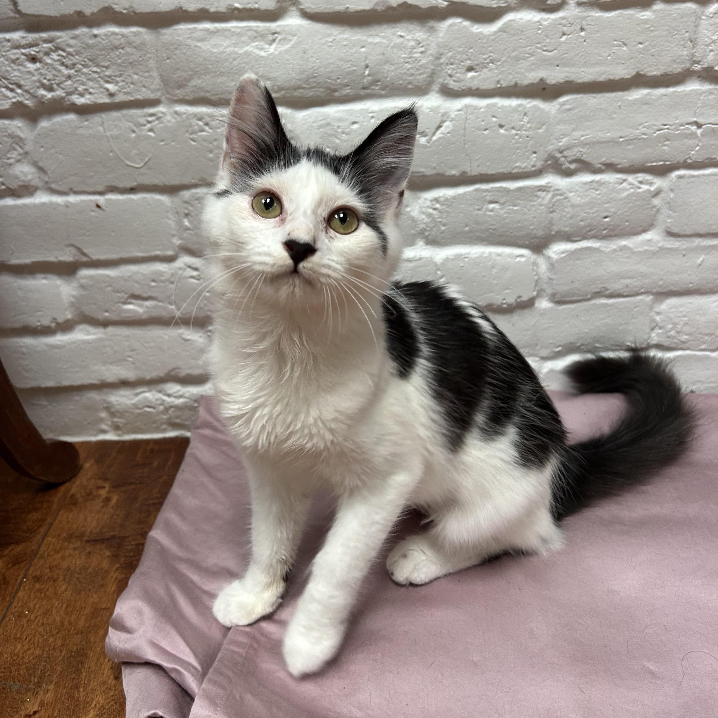 Enlarge Maven, a Adoptable Domestic Medium Hair in Santa Monica, CA image 4/5