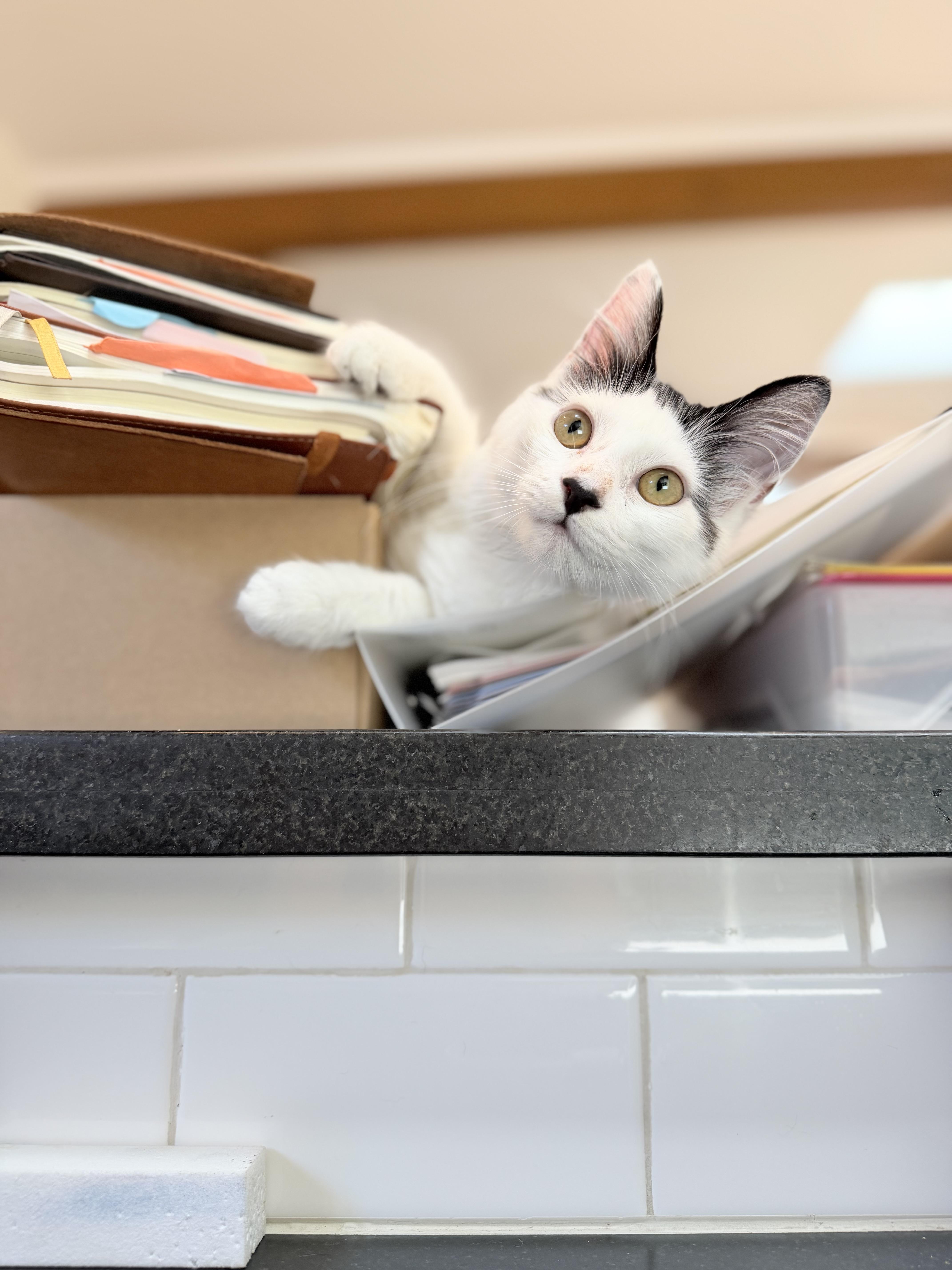 Enlarge Maven, a Adoptable Domestic Medium Hair in Santa Monica, CA image 3/5