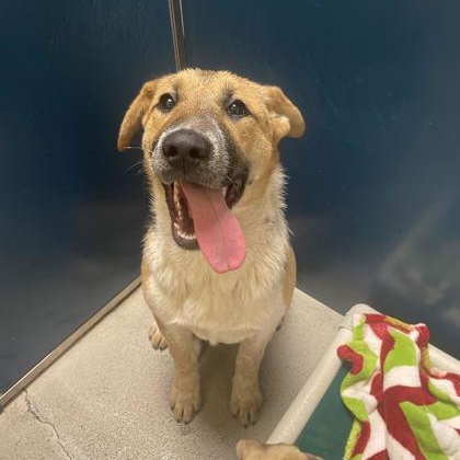 Lola, ADOPTABLE, Puppy Female Pit Bull Terrier.