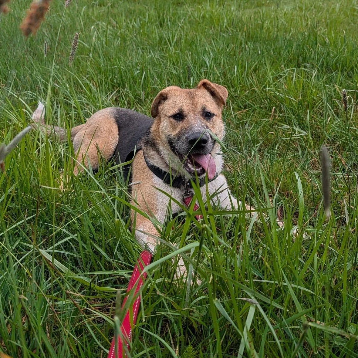 Enlarge Lola, a ADOPTABLE mixed breed in Bellingham, WA image 2/6