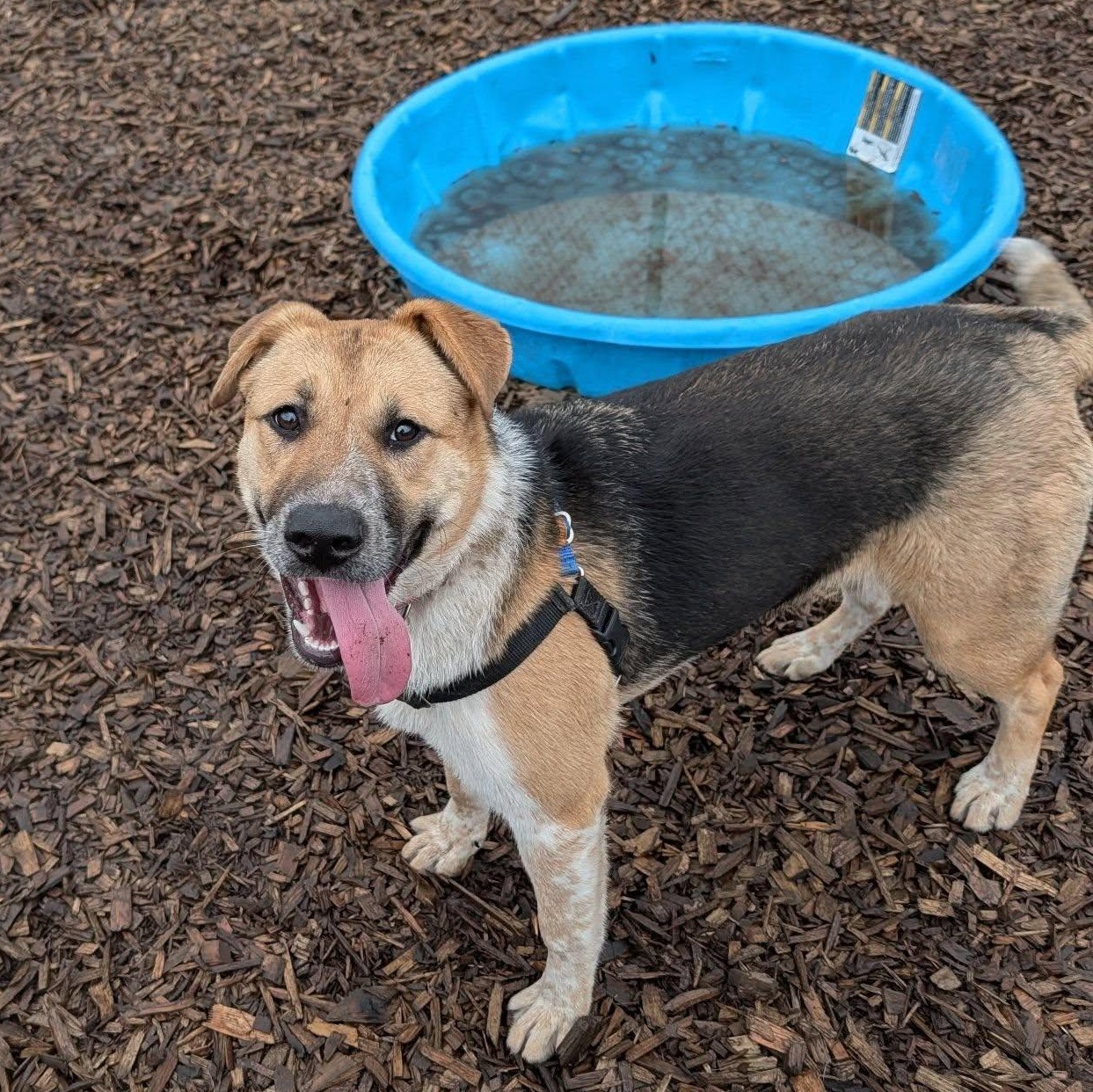 Enlarge Lola, a ADOPTABLE mixed breed in Bellingham, WA image 3/6