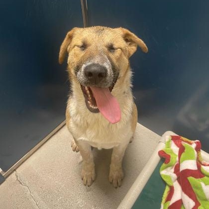 Enlarge Lola, a ADOPTABLE mixed breed in Bellingham, WA image 2/2