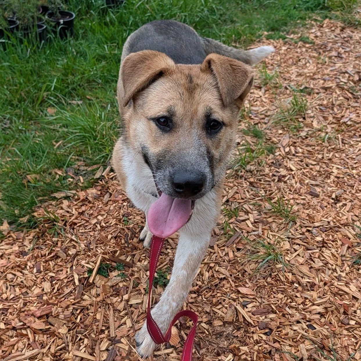Enlarge Lola, a ADOPTABLE mixed breed in Bellingham, WA image 1/6