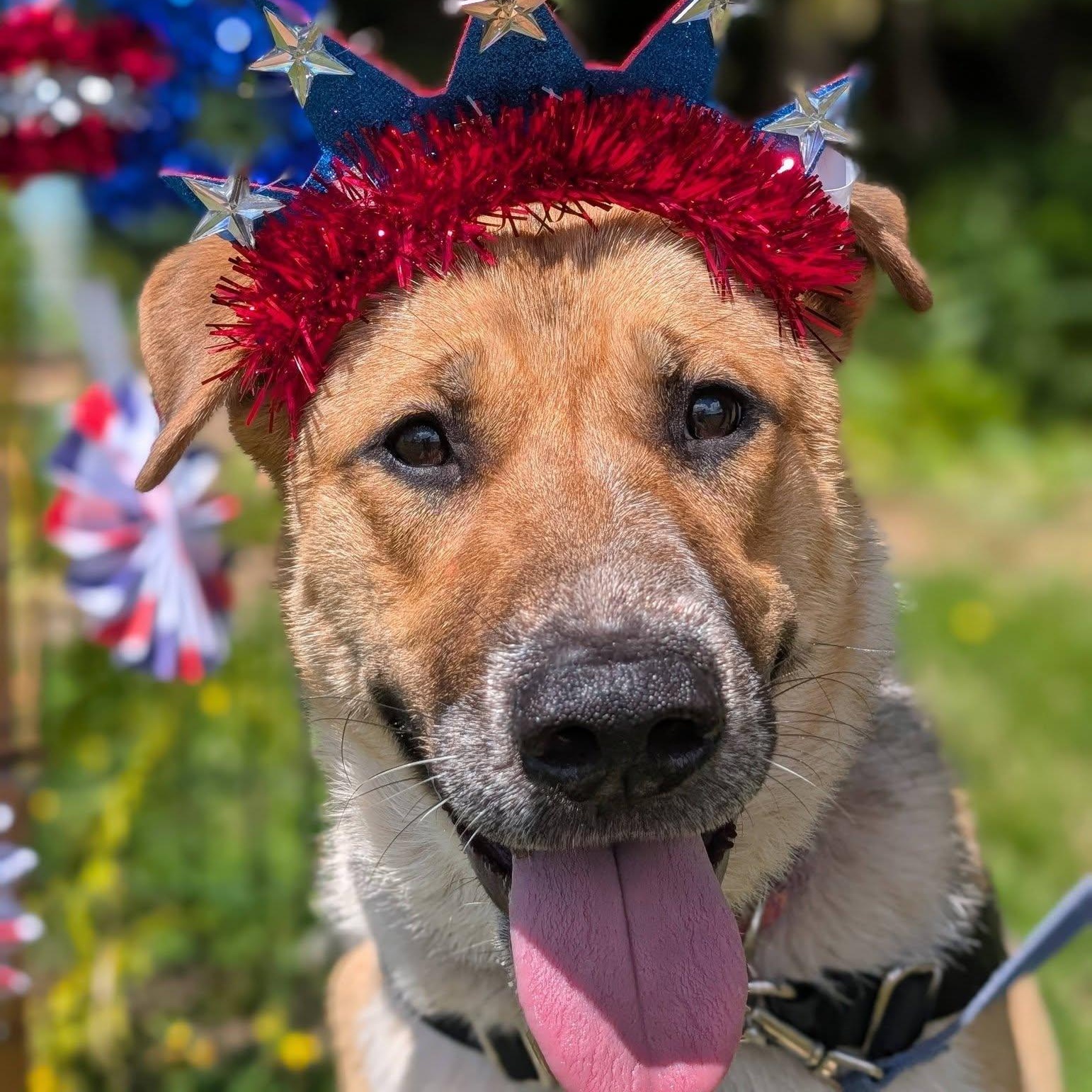 Enlarge Lola, a ADOPTABLE mixed breed in Bellingham, WA image 1/6