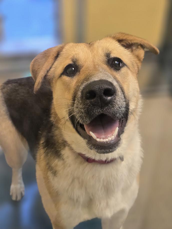 Enlarge Lola, a ADOPTABLE mixed breed in Bellingham, WA image 5/6