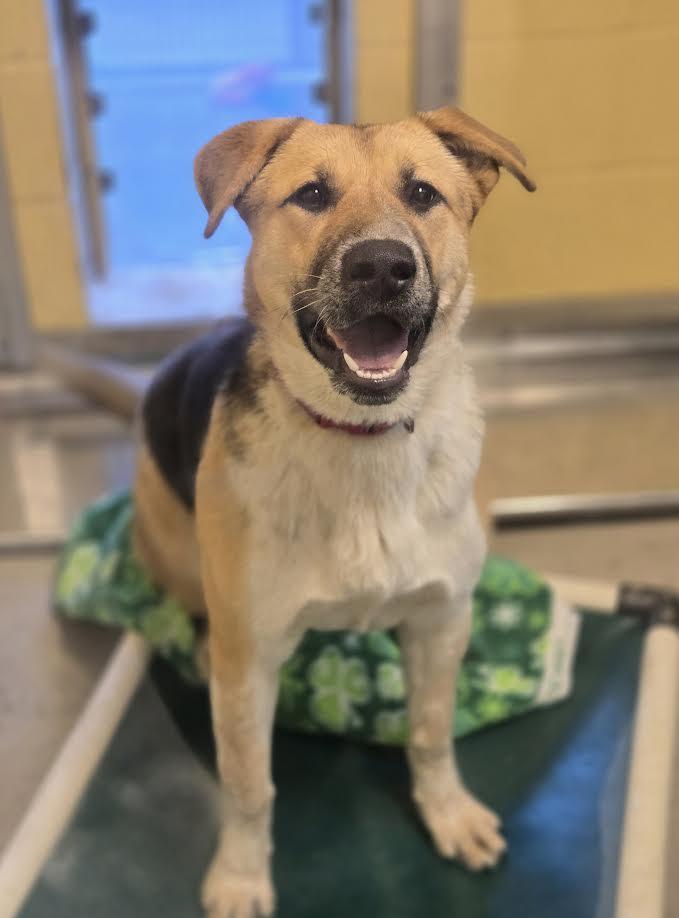 Enlarge Lola, a ADOPTABLE mixed breed in Bellingham, WA image 6/6