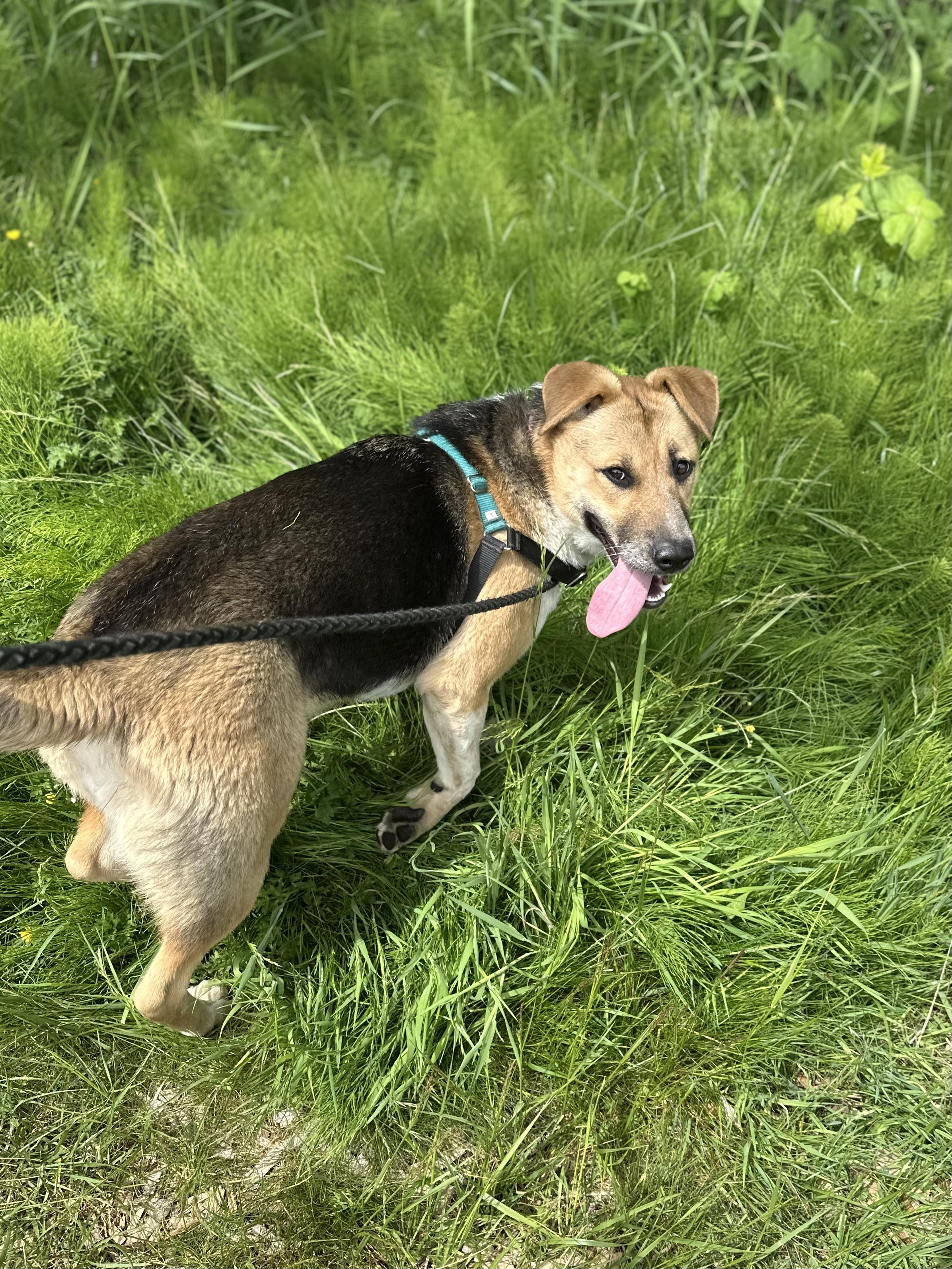Enlarge Lola, a ADOPTABLE mixed breed in Bellingham, WA image 2/6