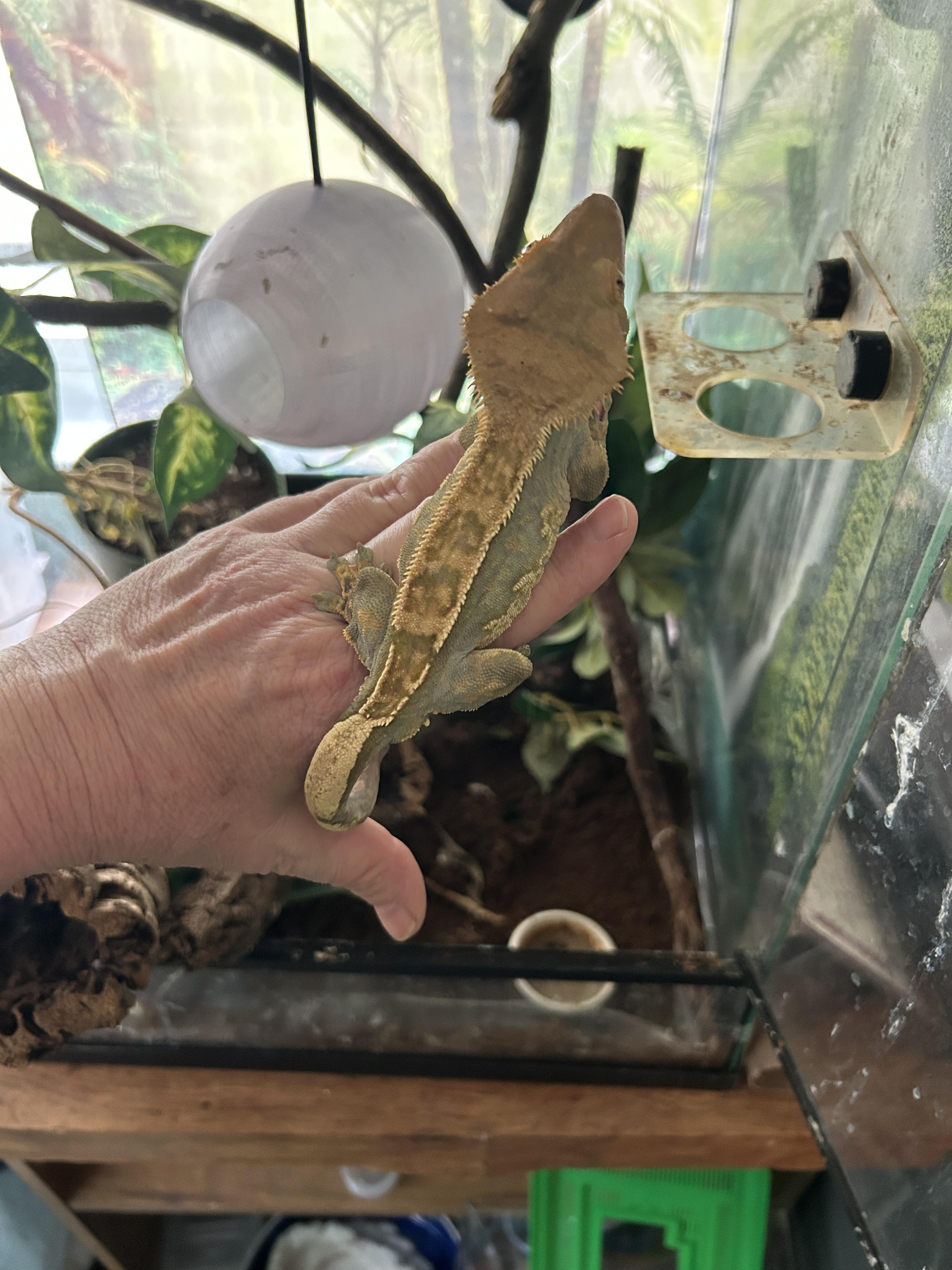 Male Crested Gecko, Adoptable, Adult Male Gecko.