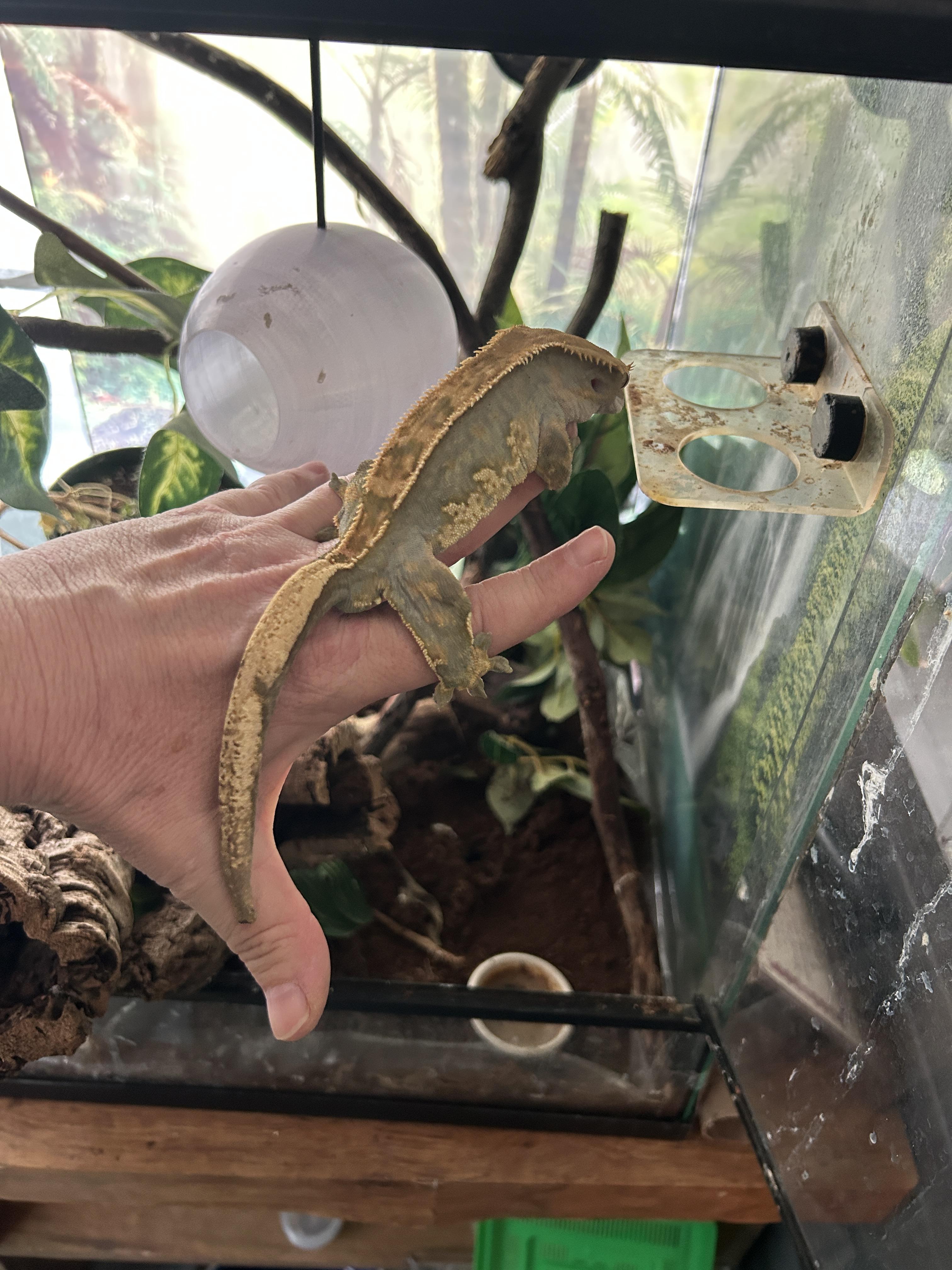 Enlarge Male Crested Gecko, a Adoptable Gecko in Concord, CA image 3/3