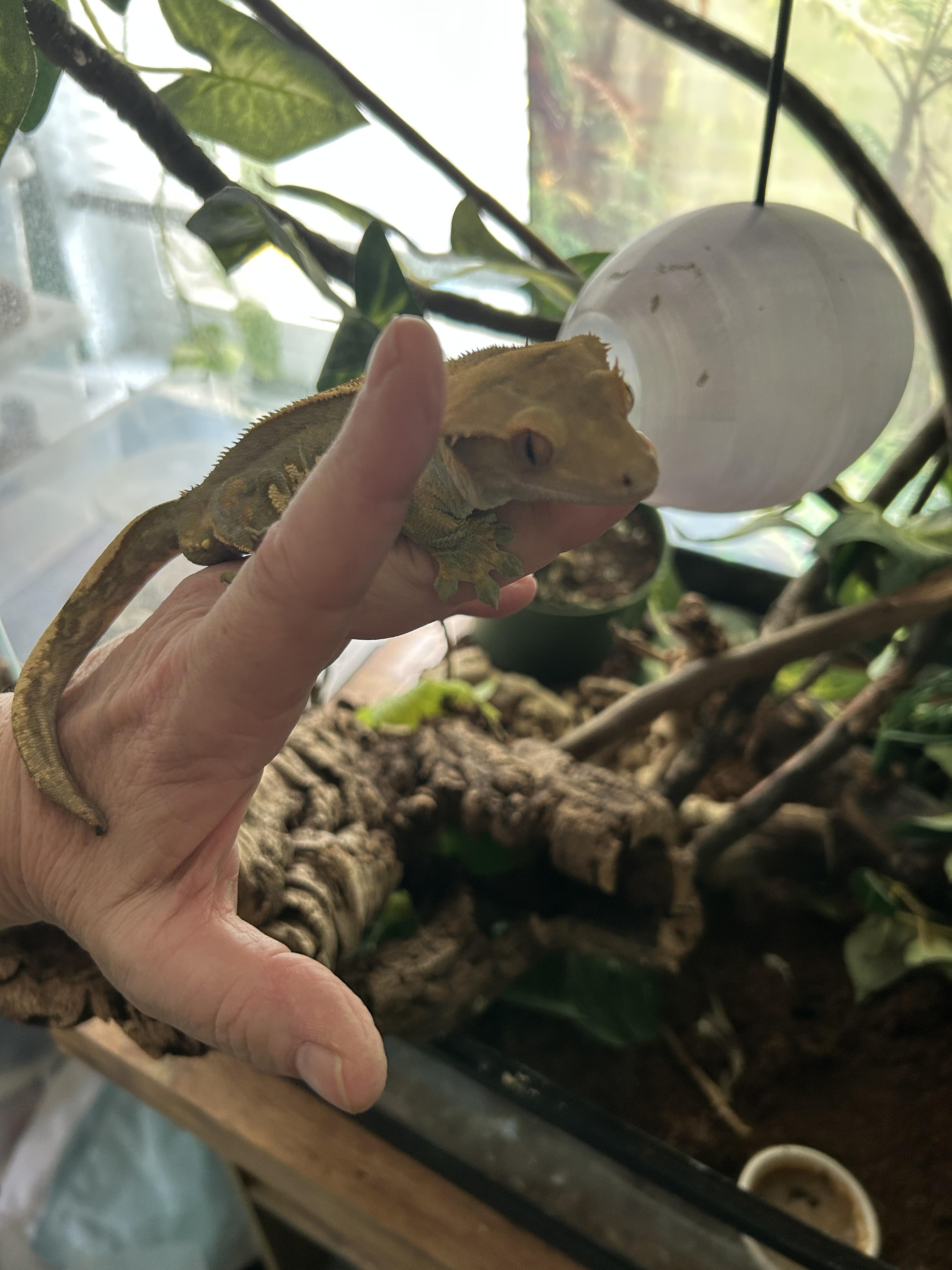 Enlarge Male Crested Gecko, a Adoptable Gecko in Concord, CA image 2/3