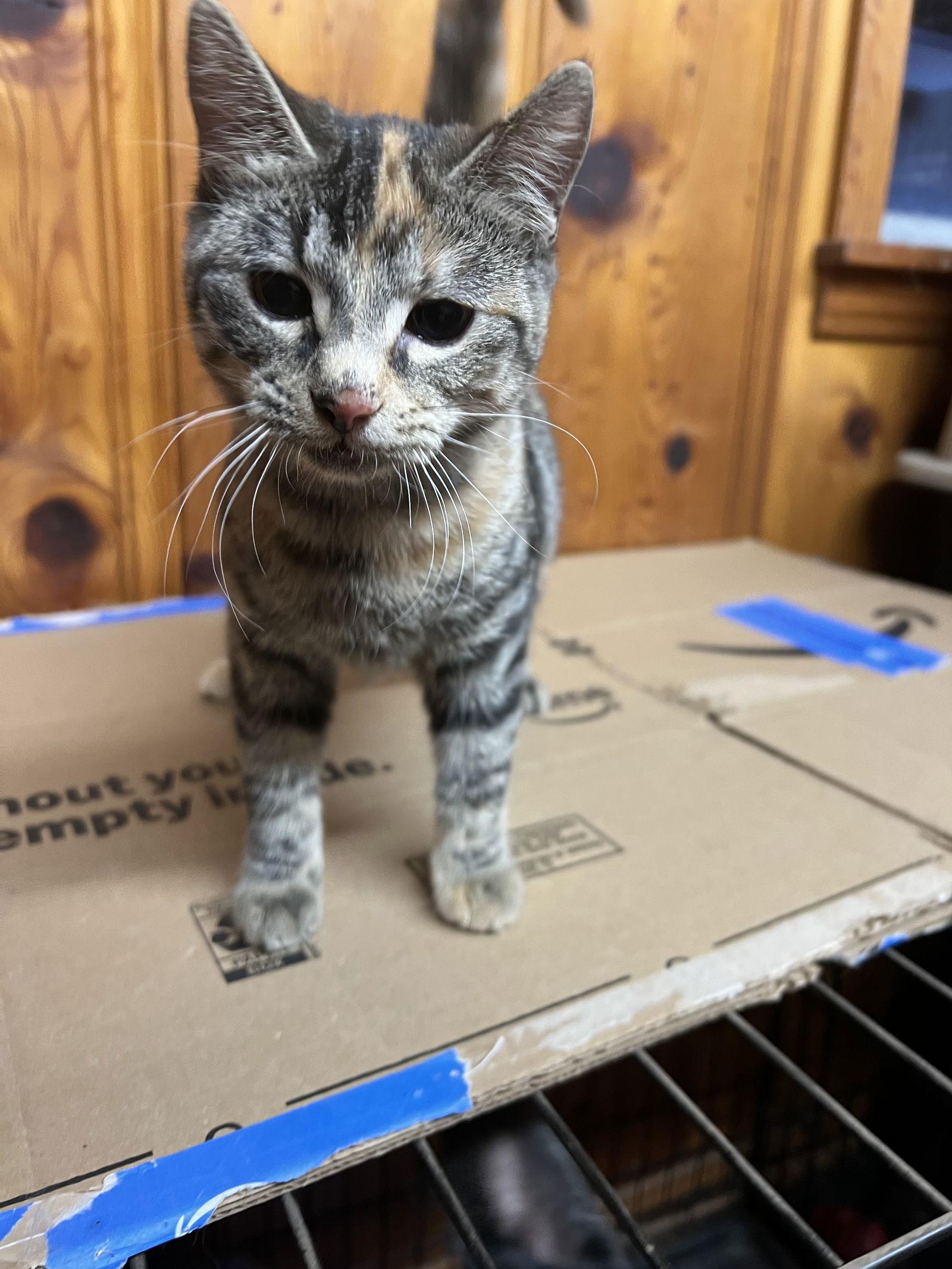 Enlarge Aphrodite, a Adopted Domestic Short Hair in Bangs, TX image 1/1