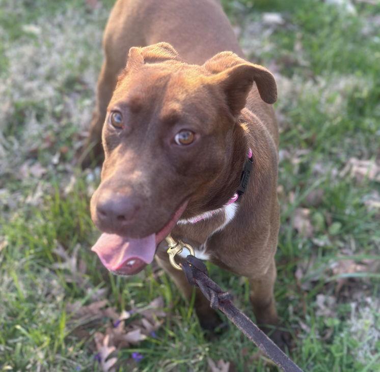 Jonquil, Adoptable, Young Female Retriever.