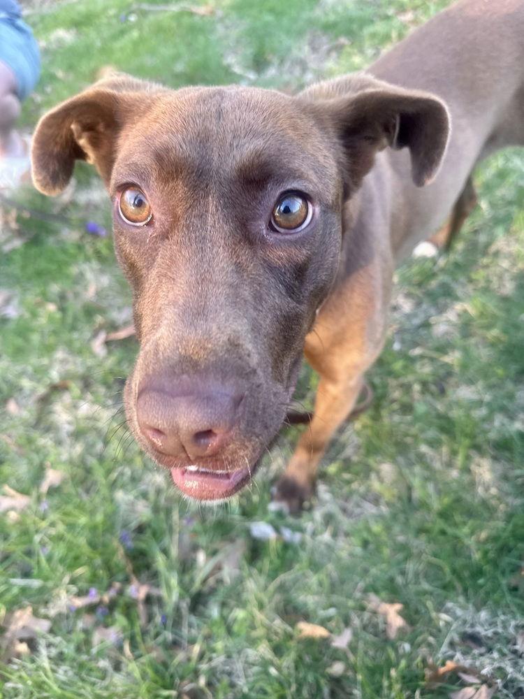Enlarge Jonquil, a Adoptable Retriever in Charlotte, NC image 2/3