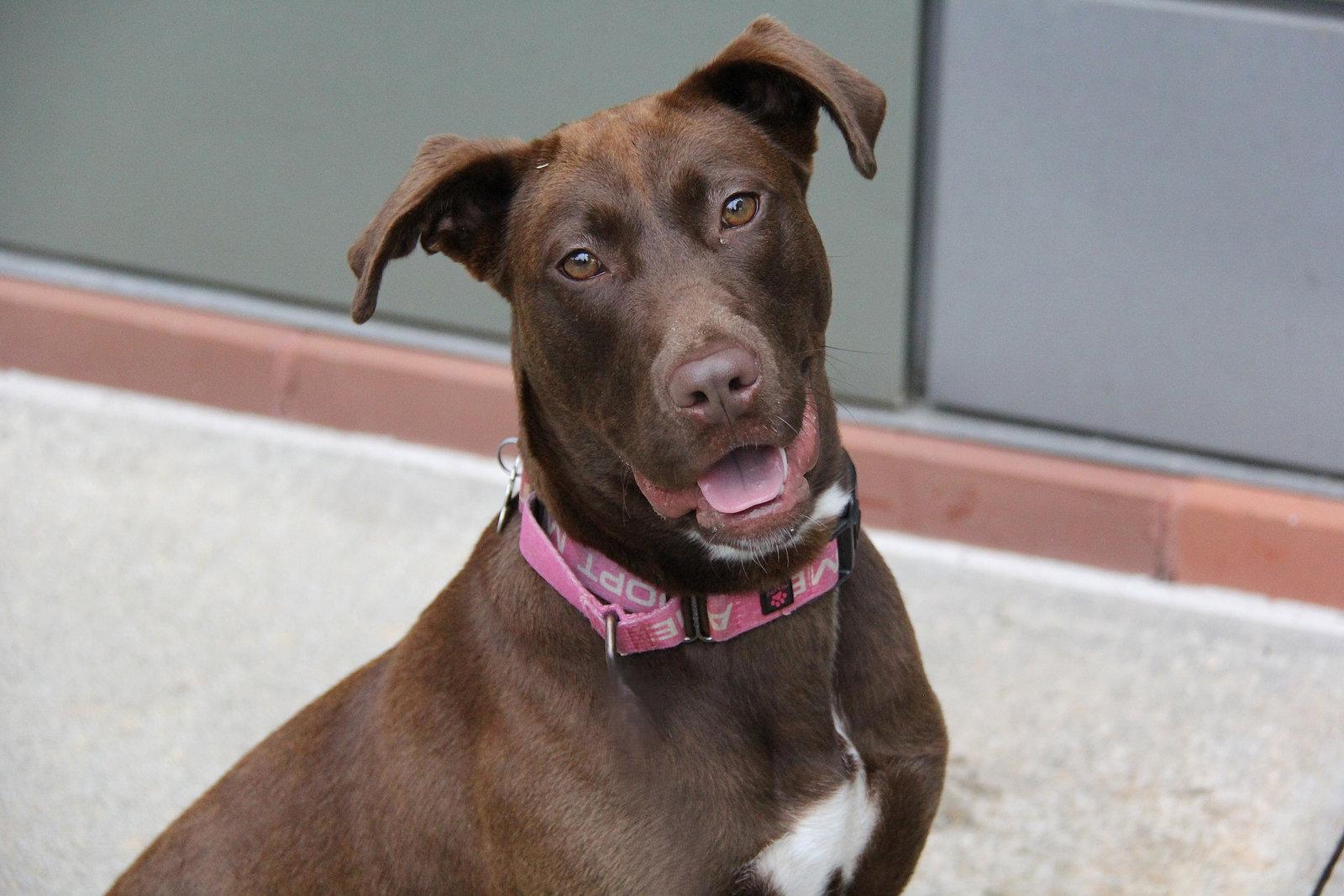 Enlarge Jonquil, a Adoptable Retriever in Charlotte, NC image 1/3