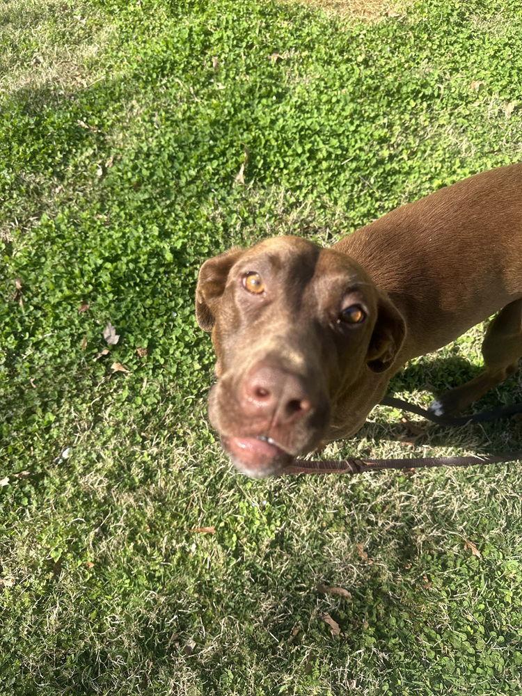 Enlarge Jonquil, a Adoptable Retriever in Charlotte, NC image 3/3